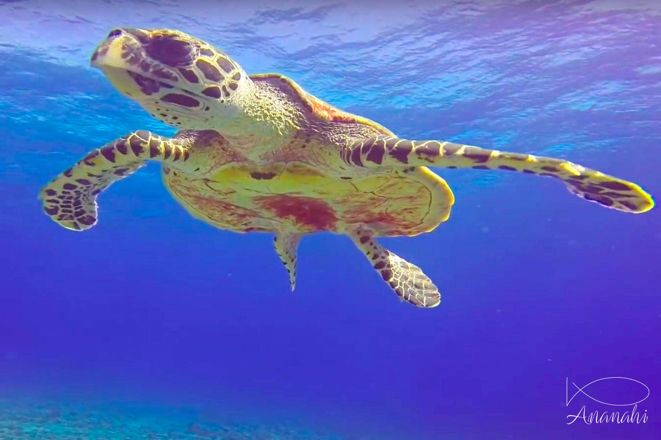 Hawksbill turtle of French polynesia