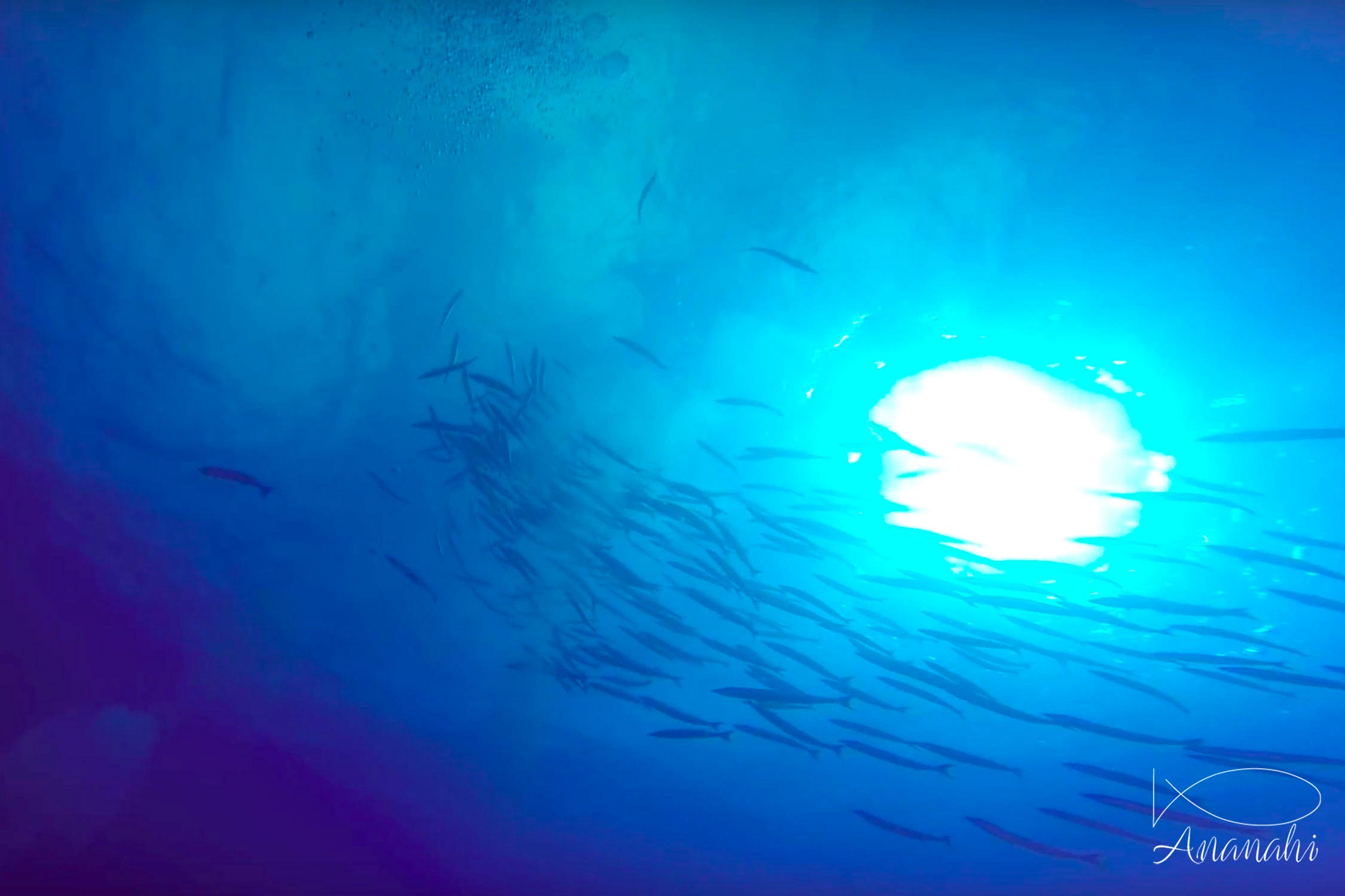 Yellowtail barracuda of French polynesia