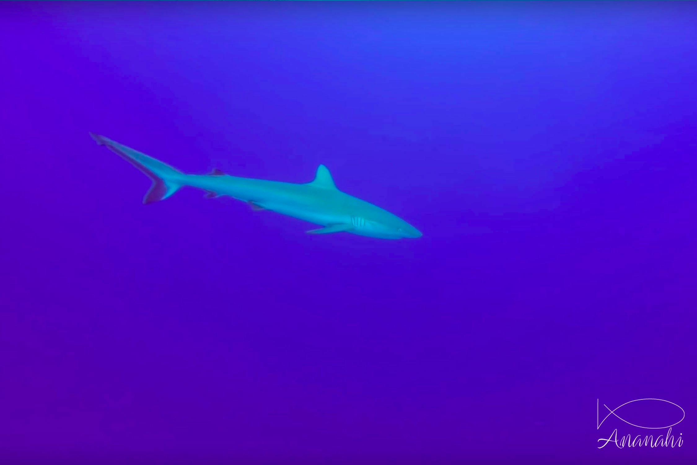 Grey reef shark of French polynesia