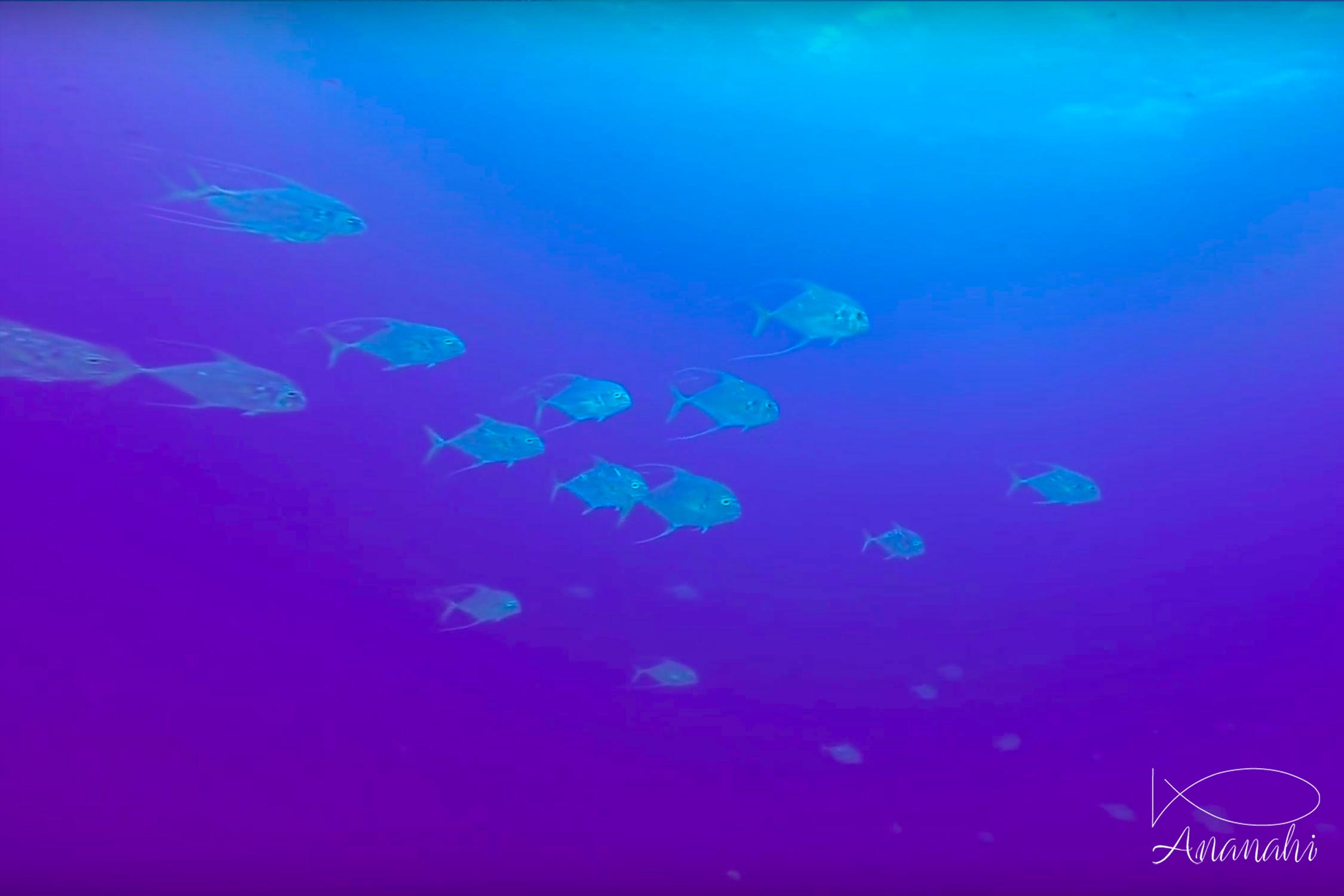 Plumed Trevally of French polynesia