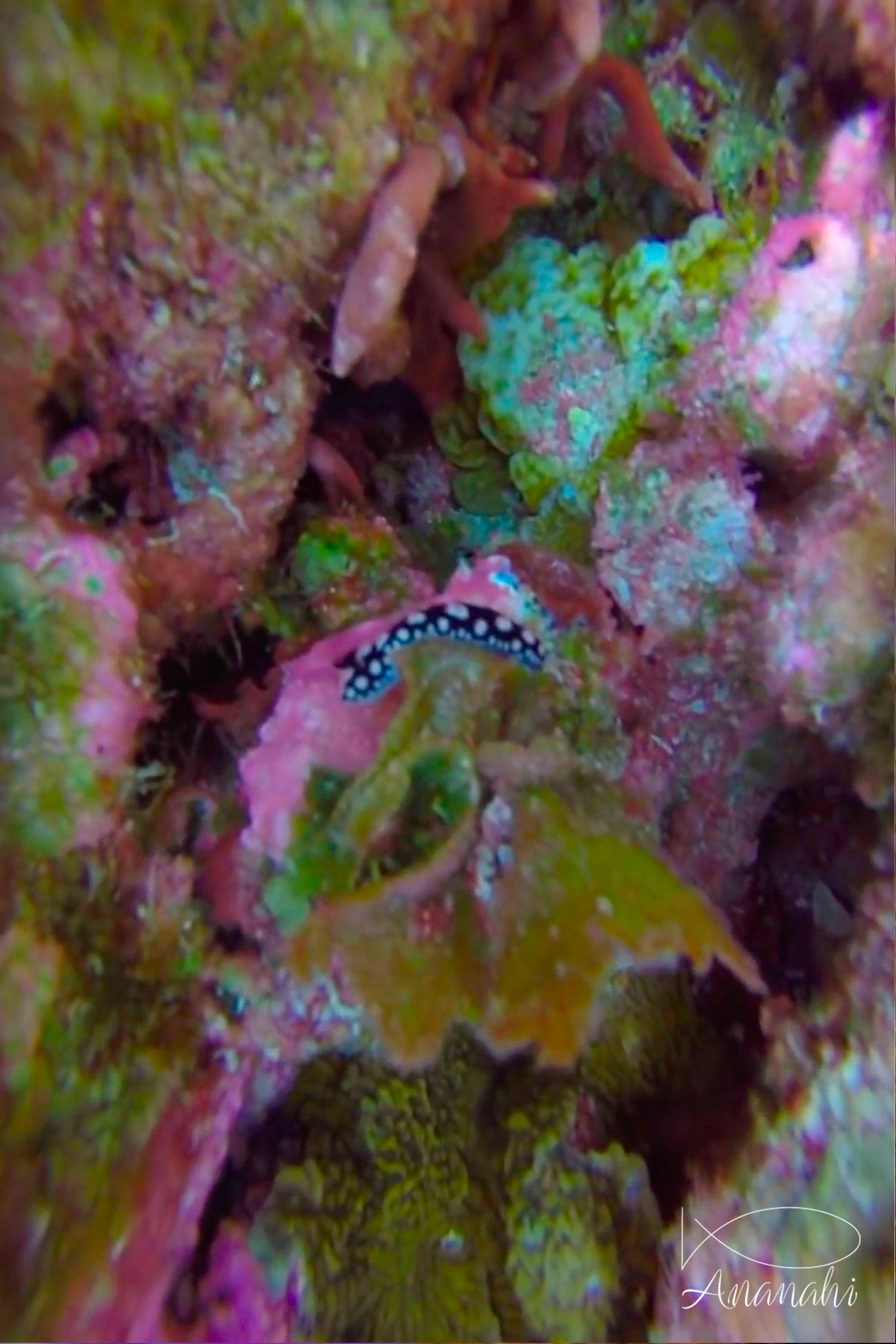 Tula wart slug of French polynesia