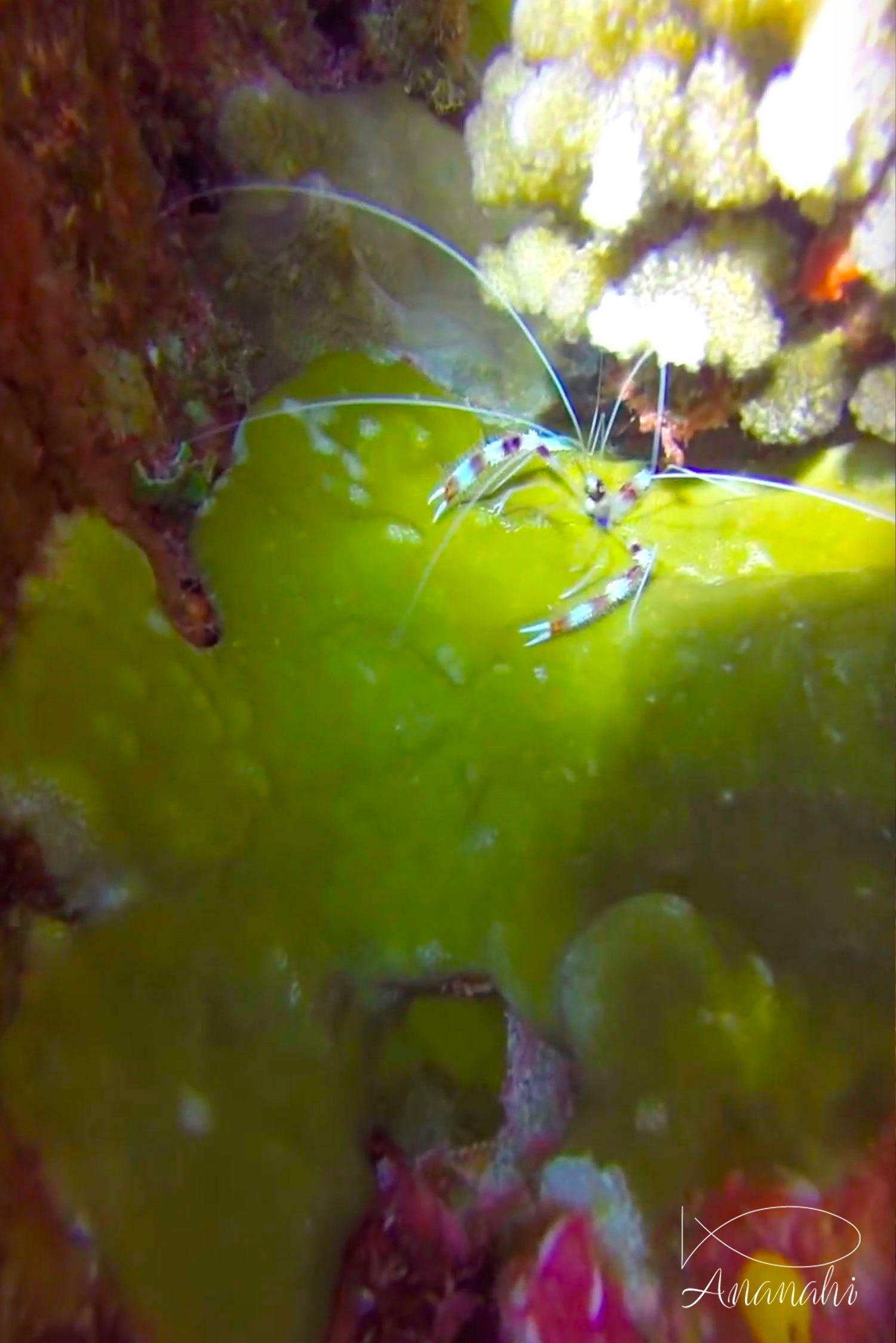 Banded cleaner shrimp of French polynesia