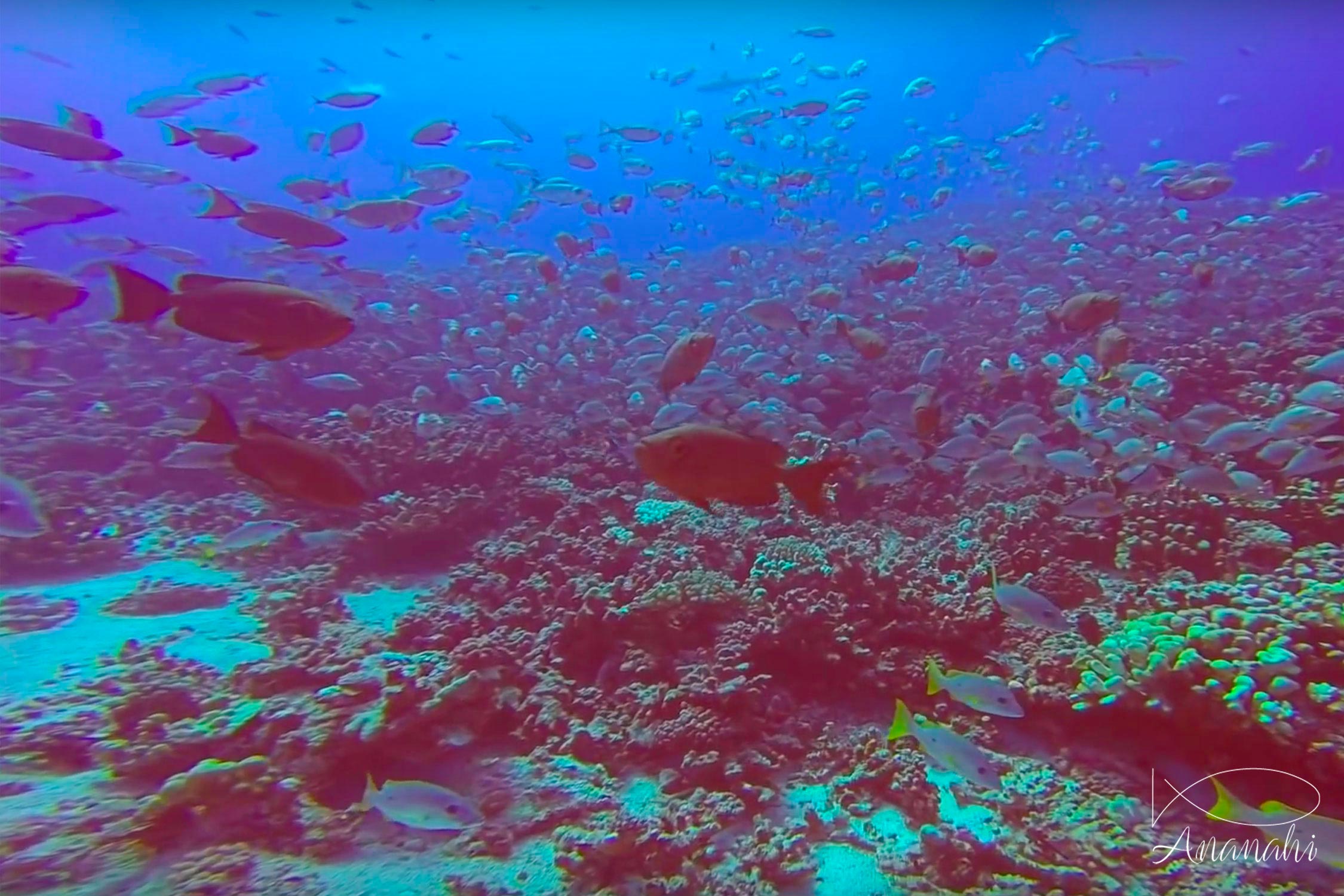 Humpback red snapper of French polynesia