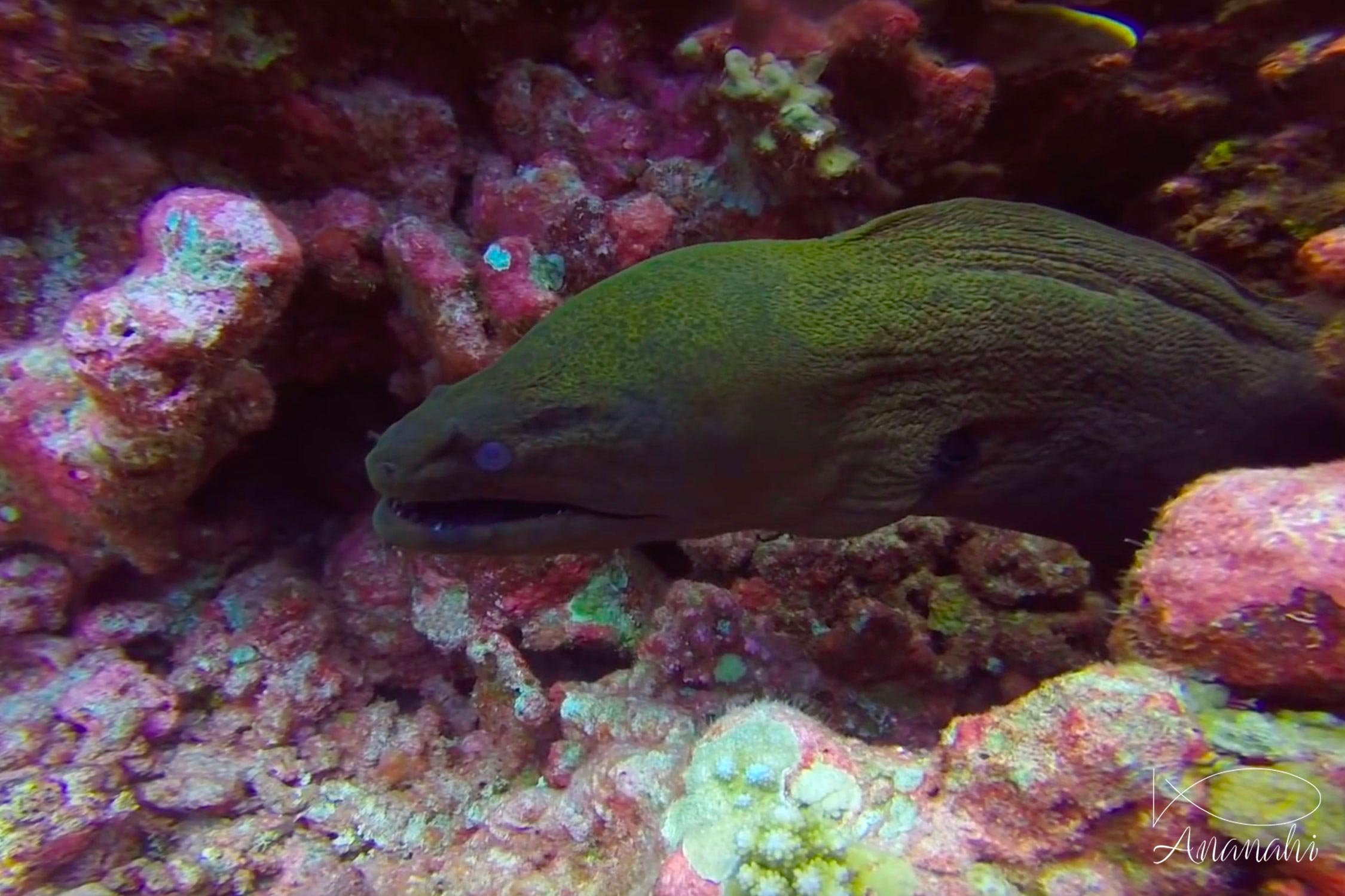 Giant moray of French polynesia