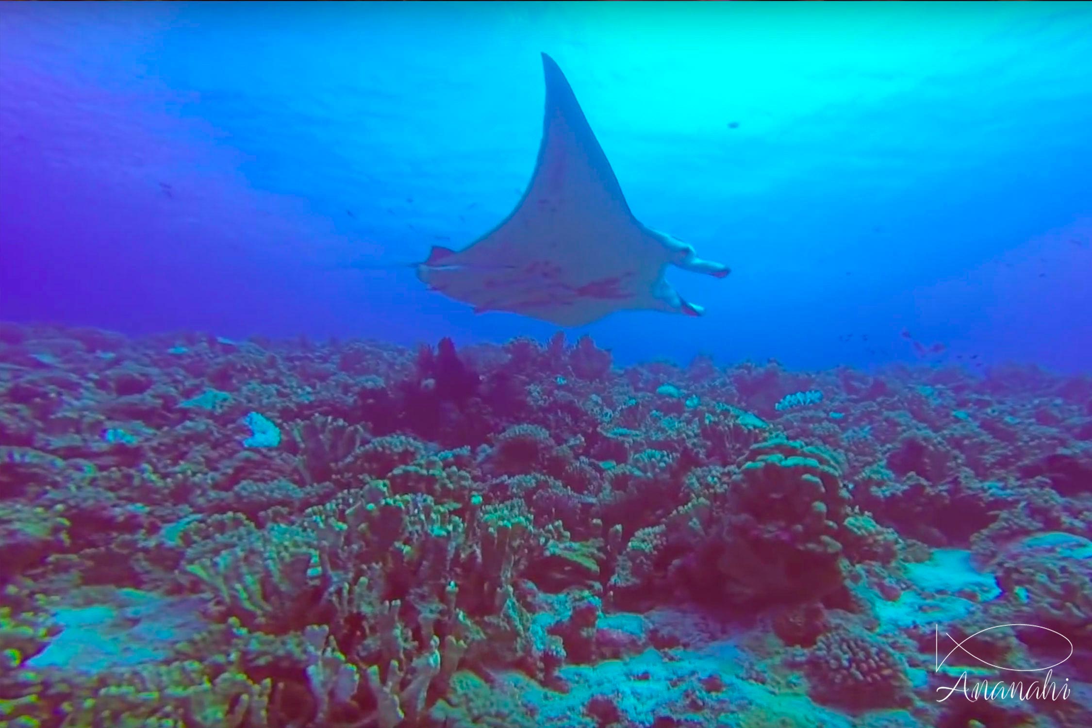 Manta ray of French polynesia