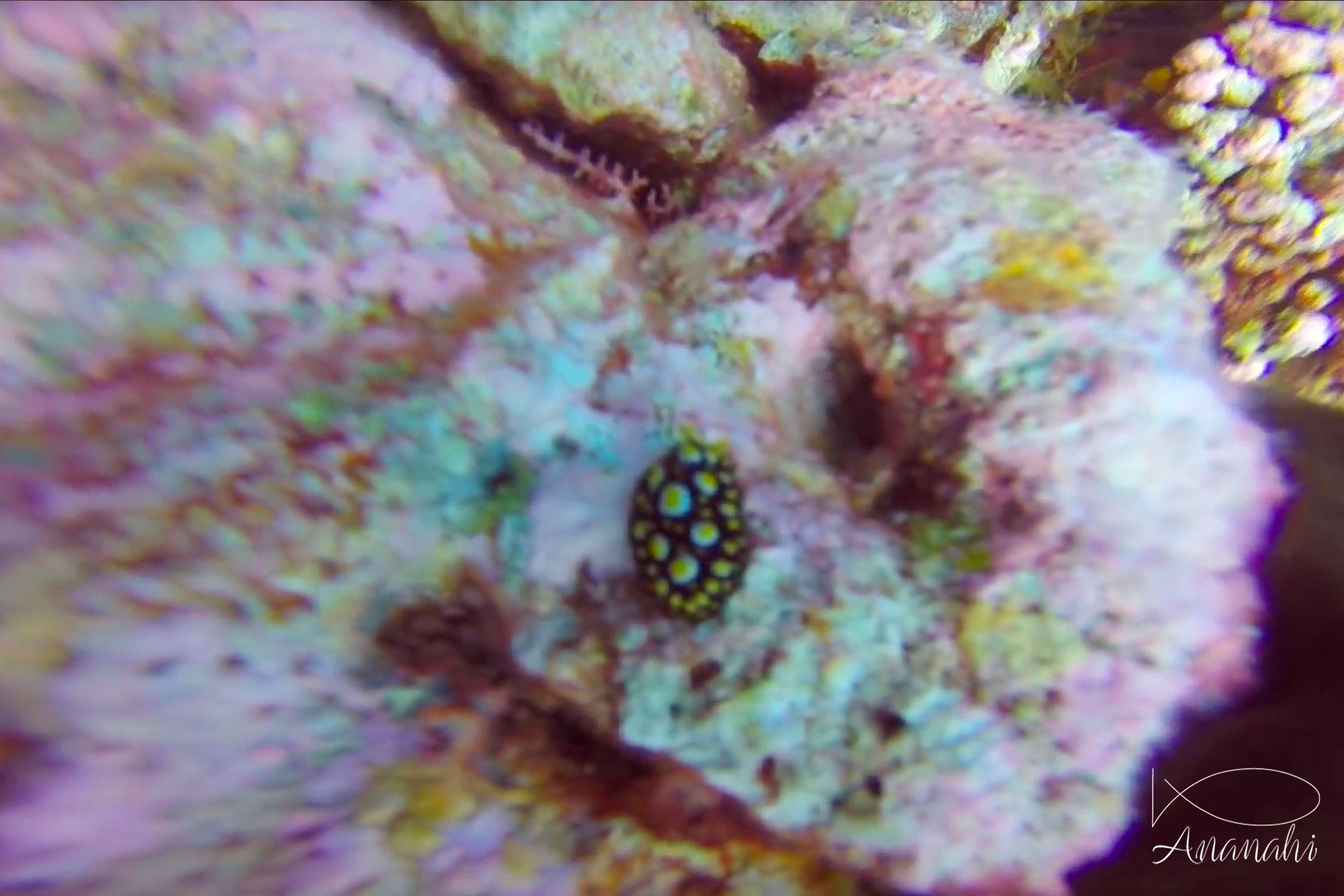 Tula wart slug of French polynesia