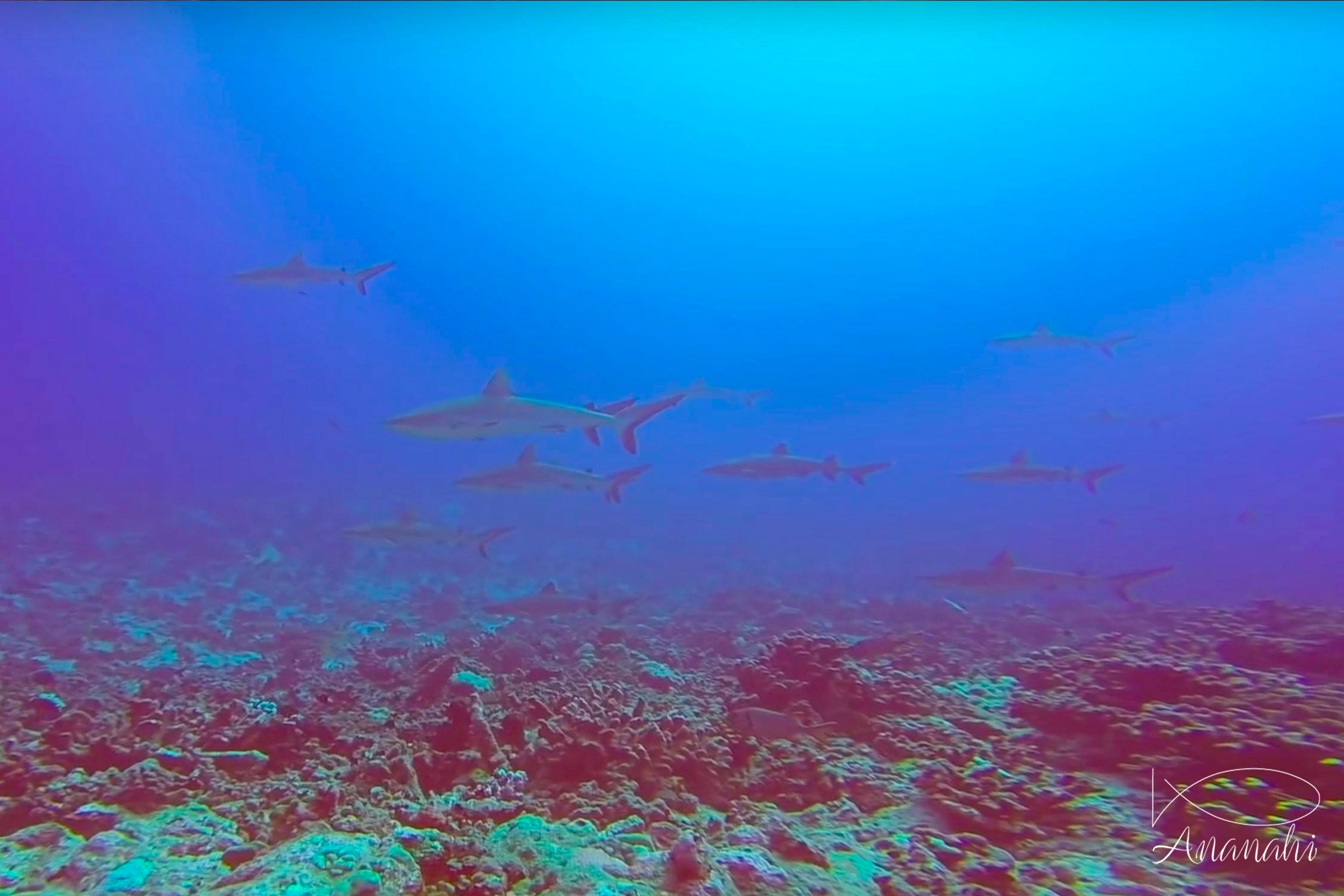 Grey reef shark of French polynesia