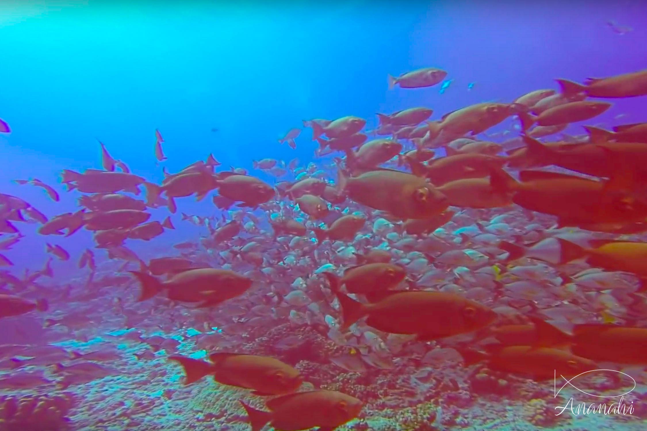 Humpback red snapper of French polynesia