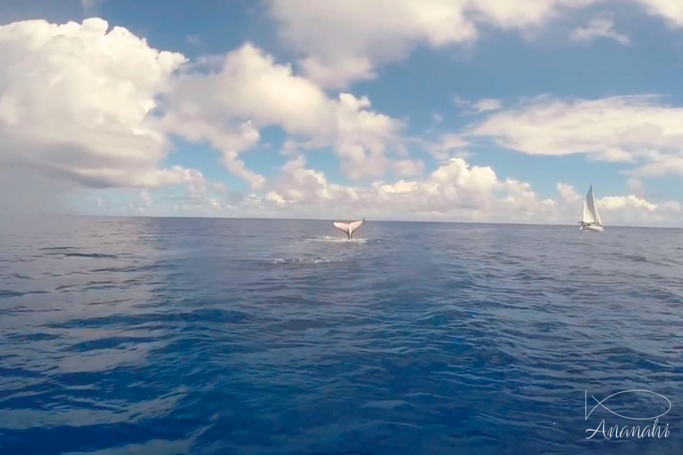 Humpback whale of French polynesia