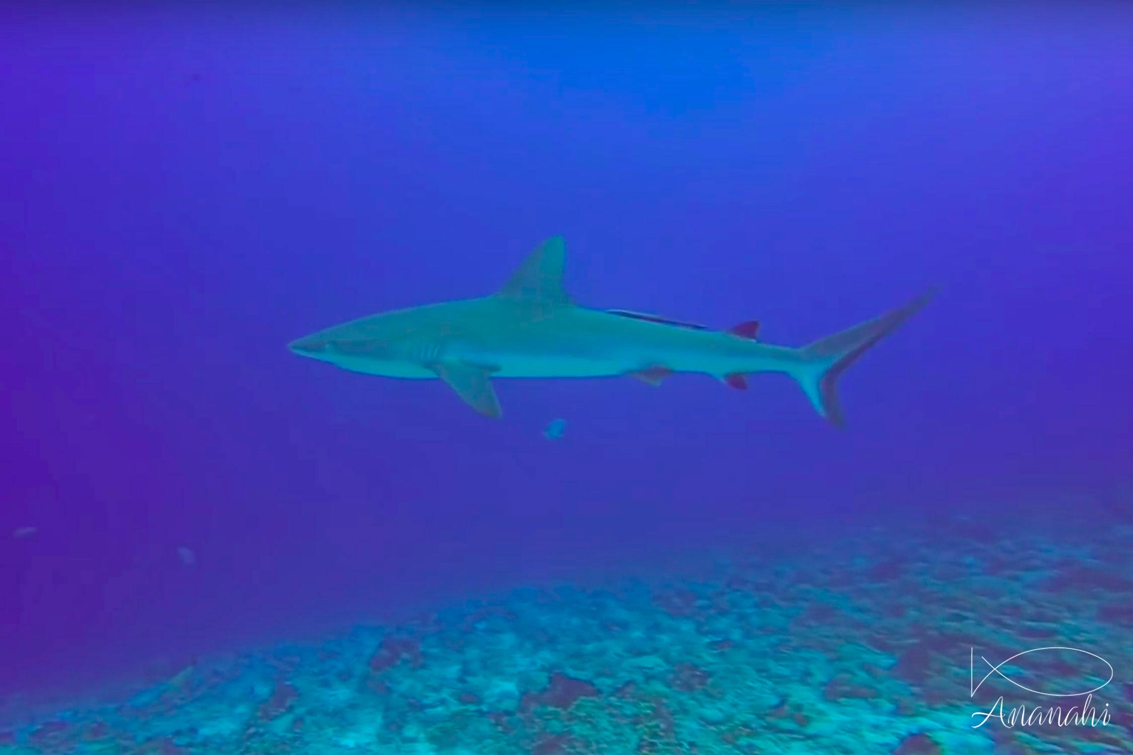 Grey reef shark of French polynesia