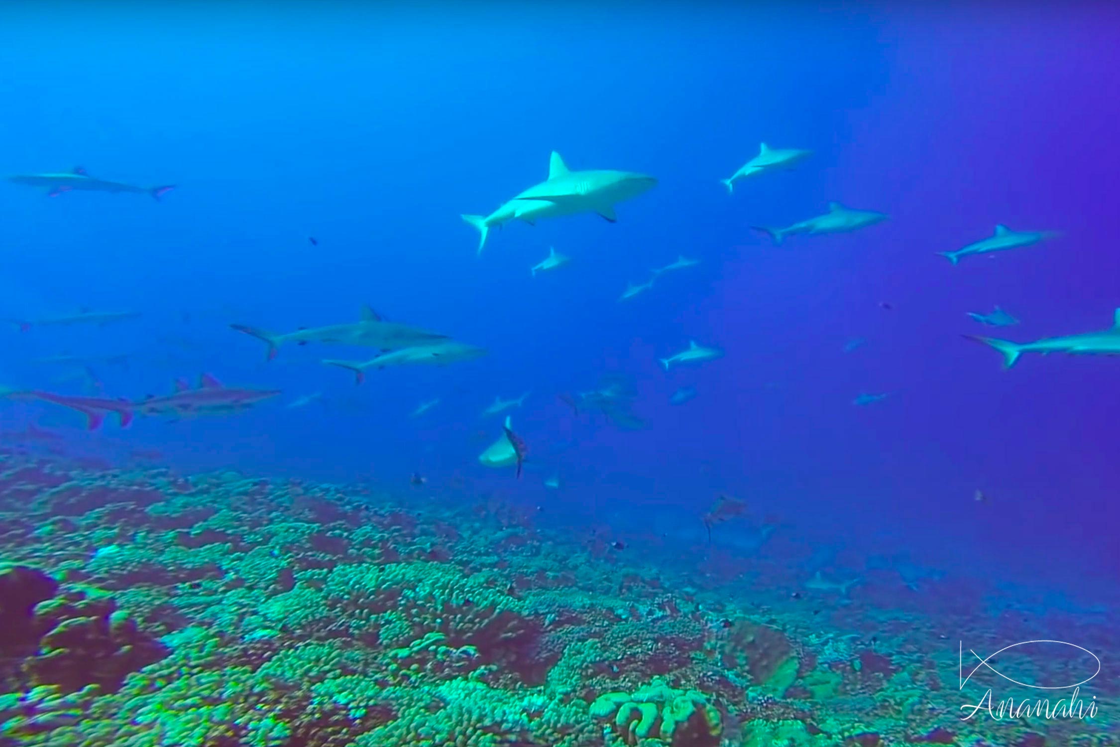 Grey reef shark of French polynesia