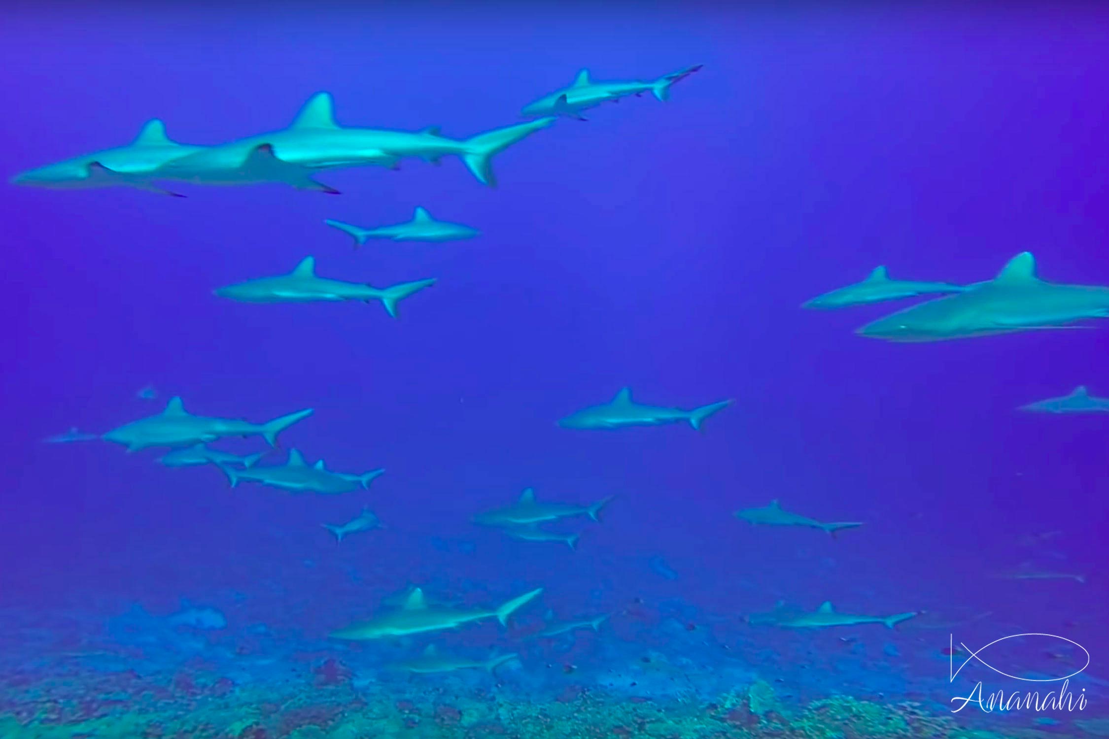 Grey reef shark of French polynesia