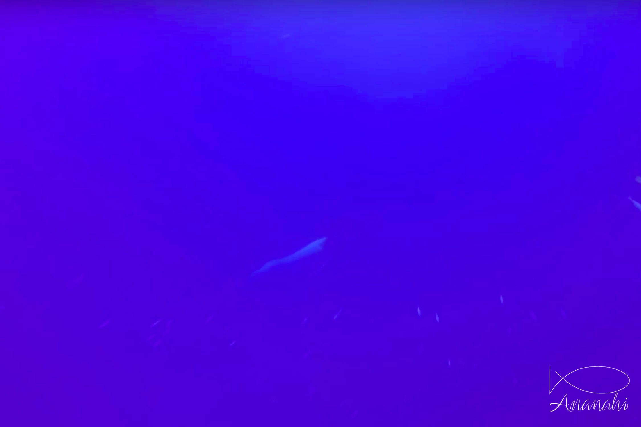 Humpback whale of French polynesia