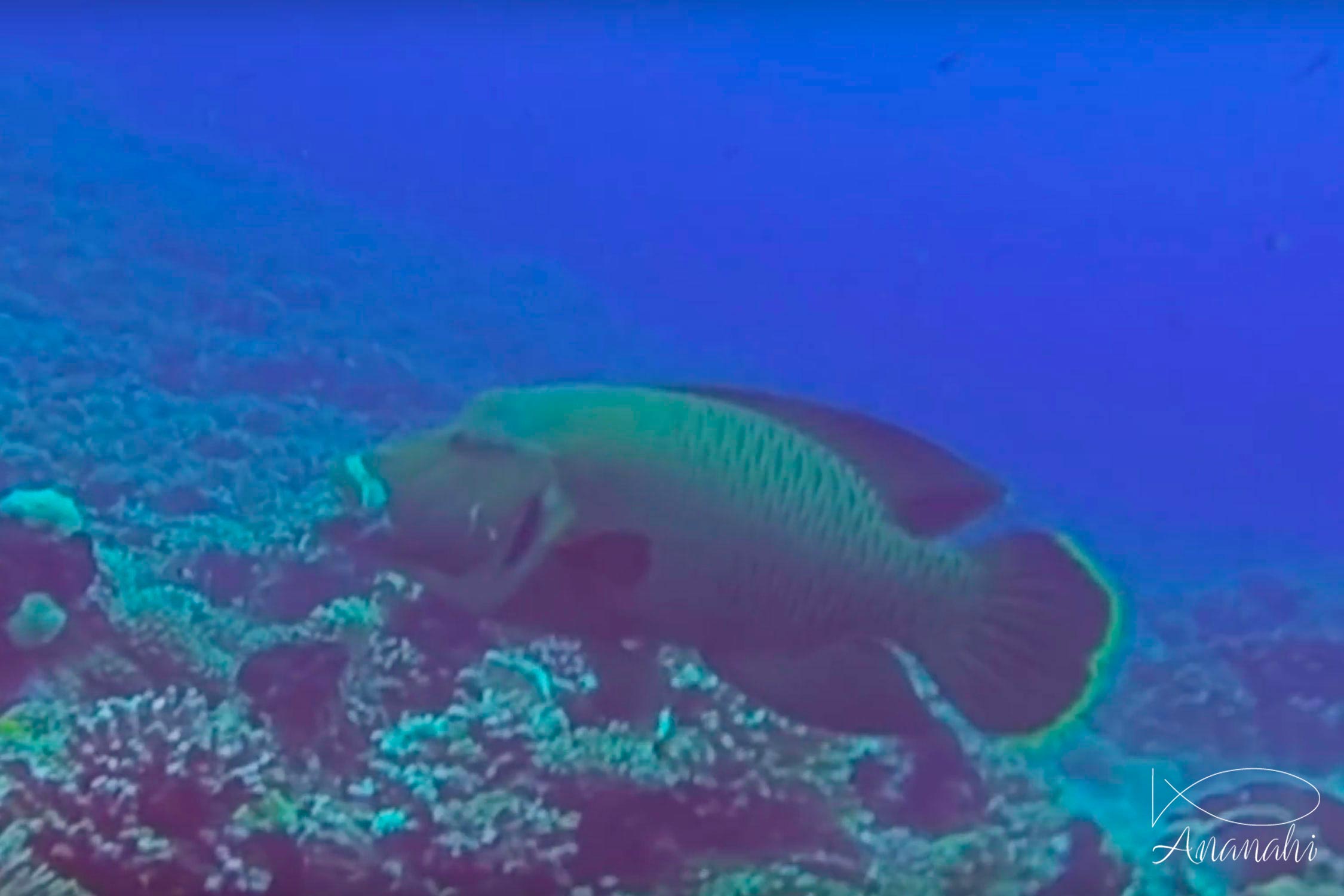 Napoleon wrasse of French polynesia