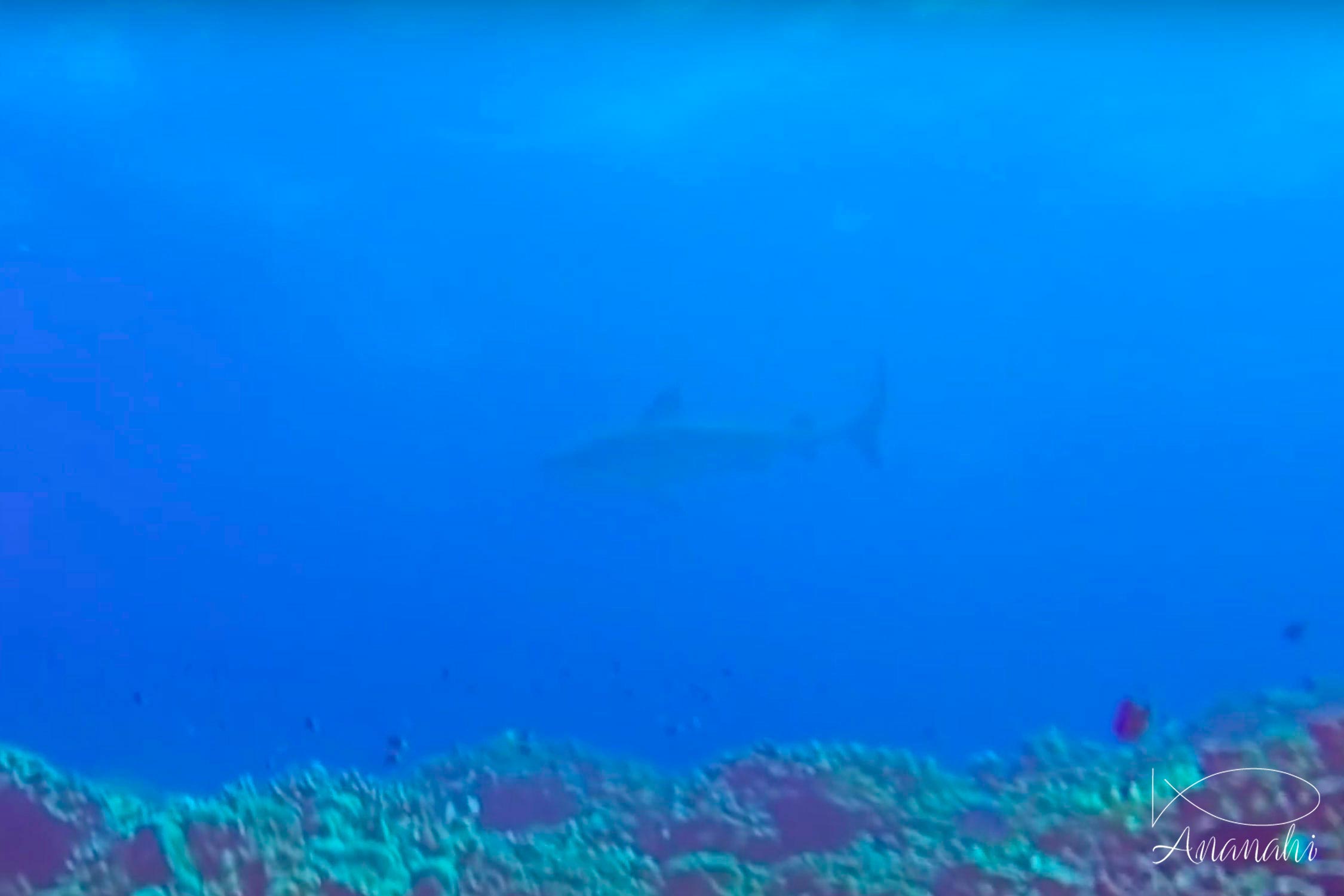 Tiger shark of French polynesia