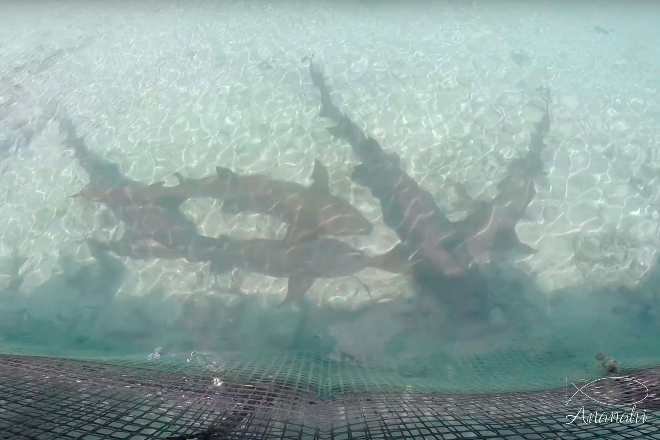 Tawny nurse shark of French polynesia