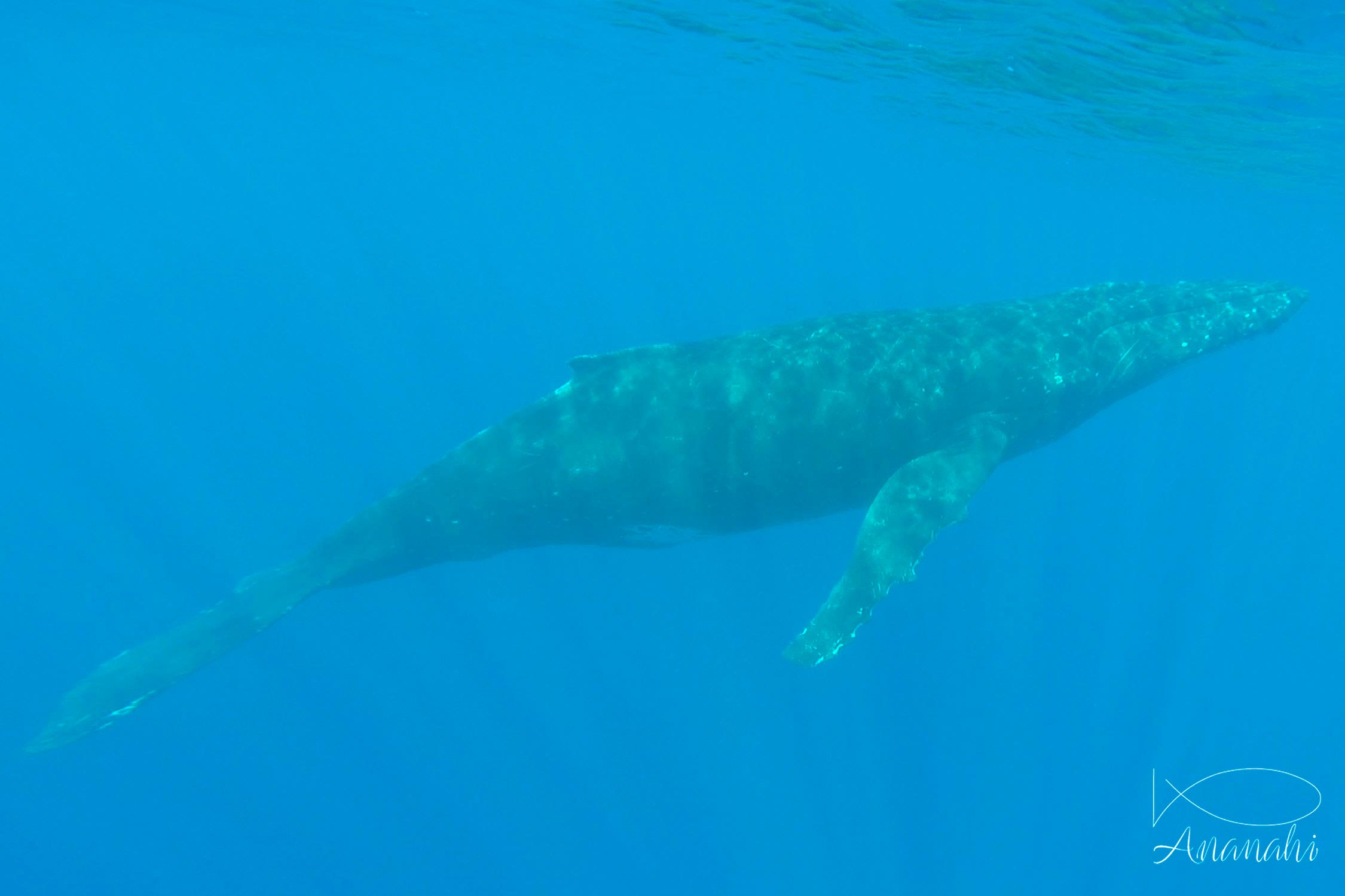 Humpback whale of French polynesia