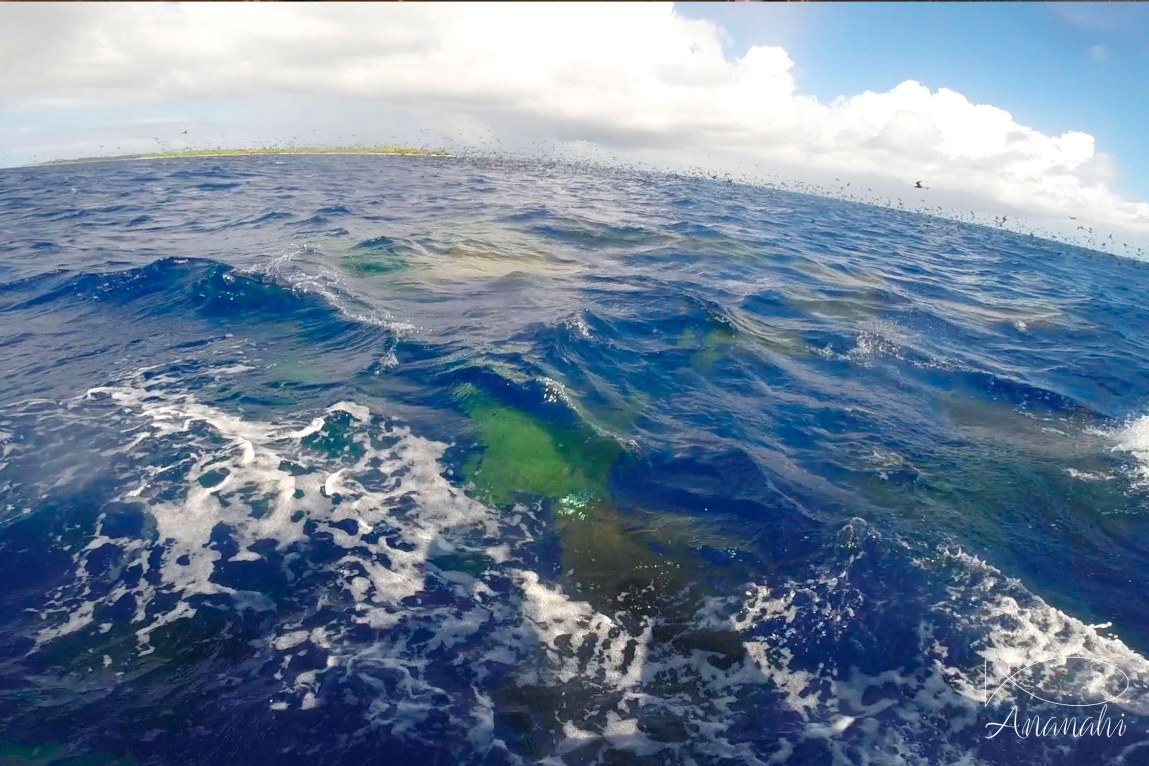 Mobula ray of French polynesia