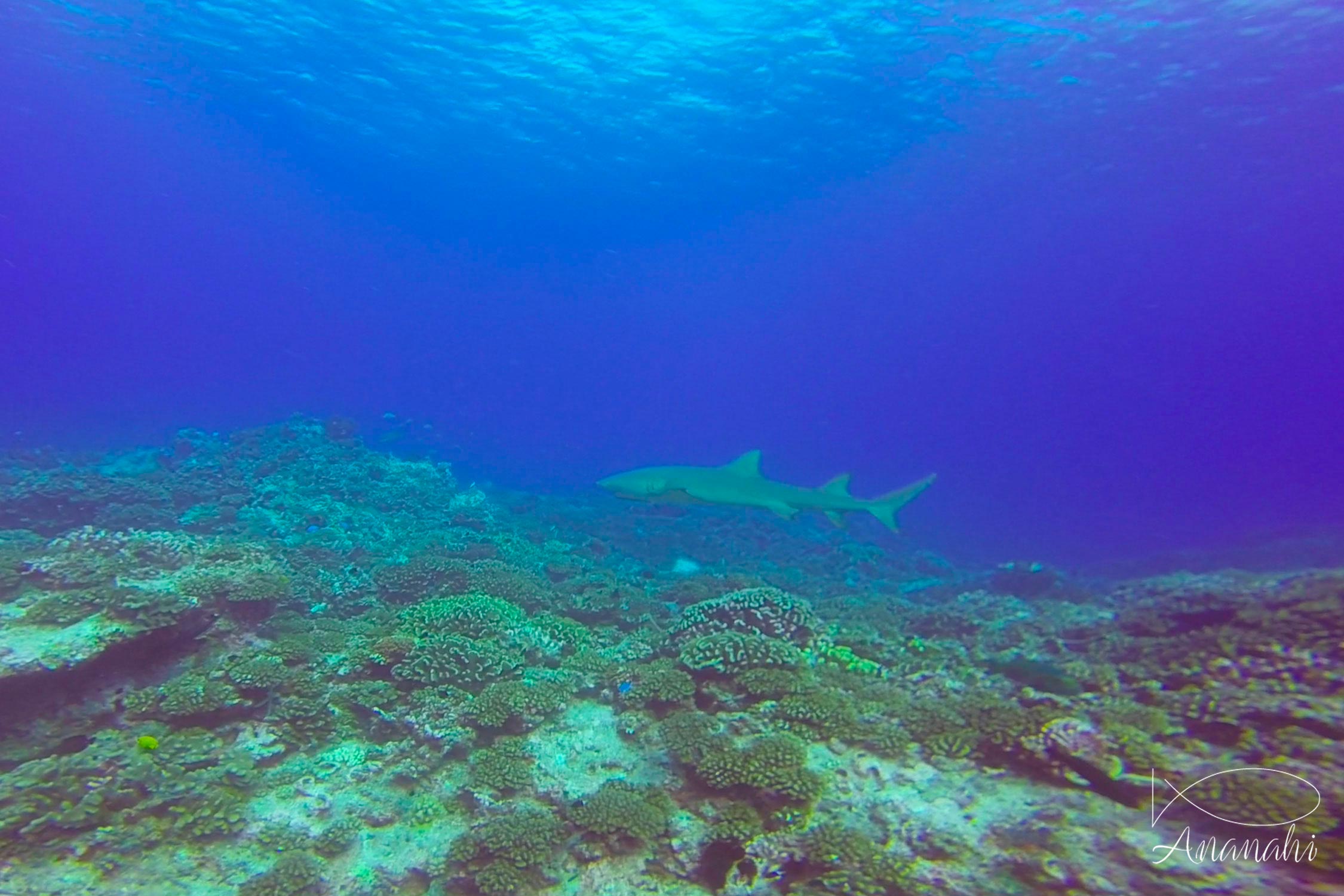 Lemon shark of French polynesia