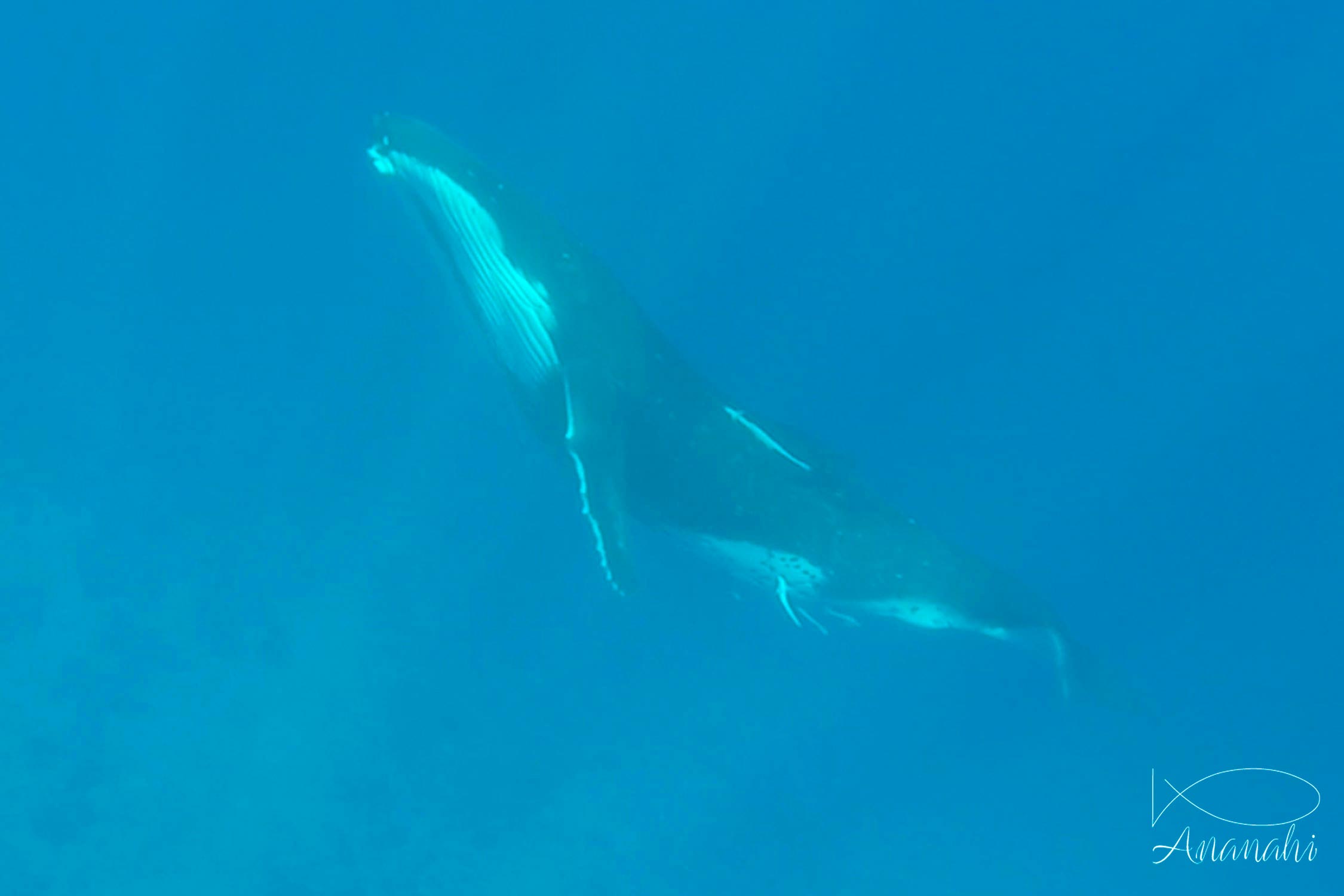 Humpback whale of French polynesia