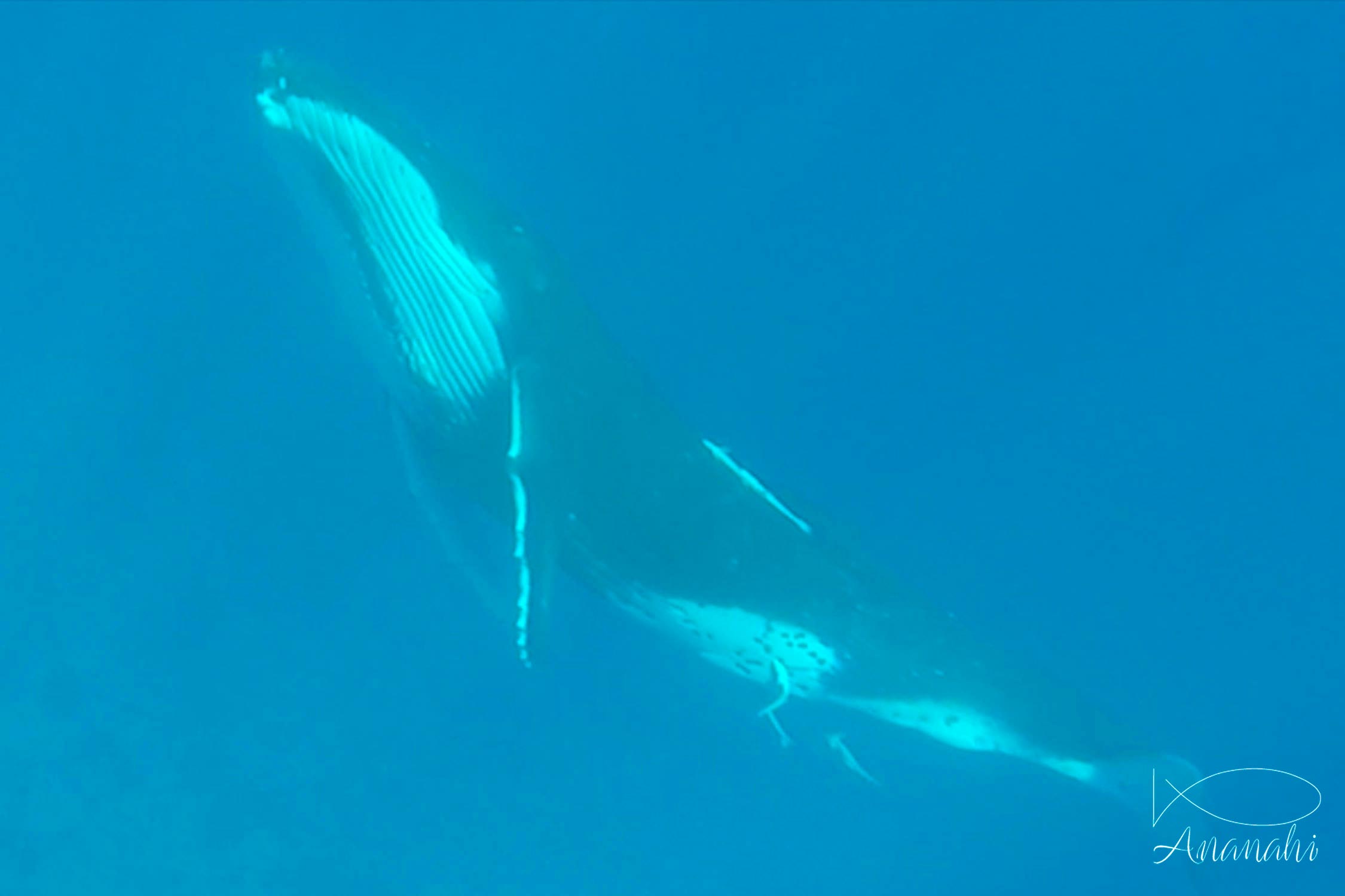 Humpback whale of French polynesia