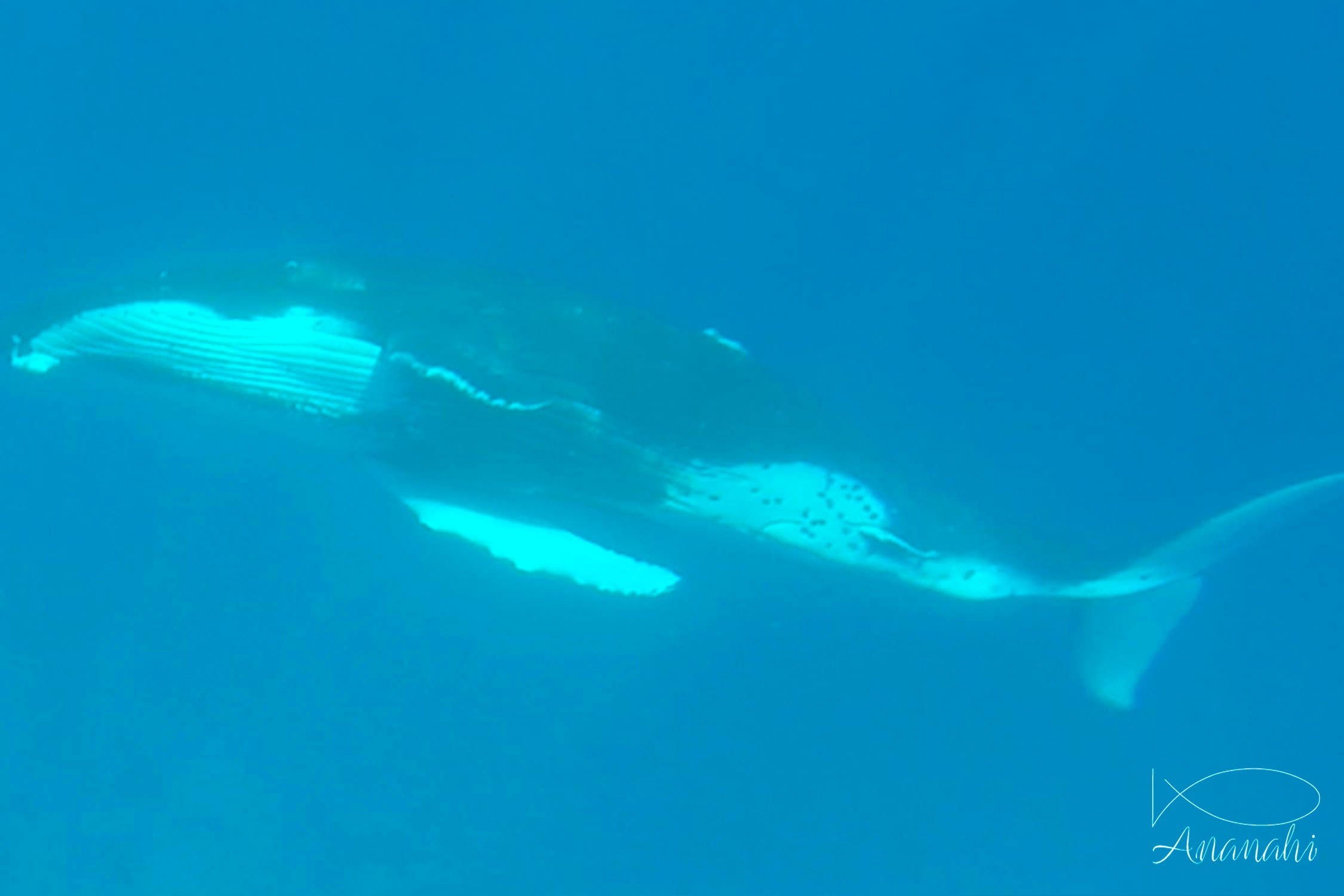 Humpback whale of French polynesia