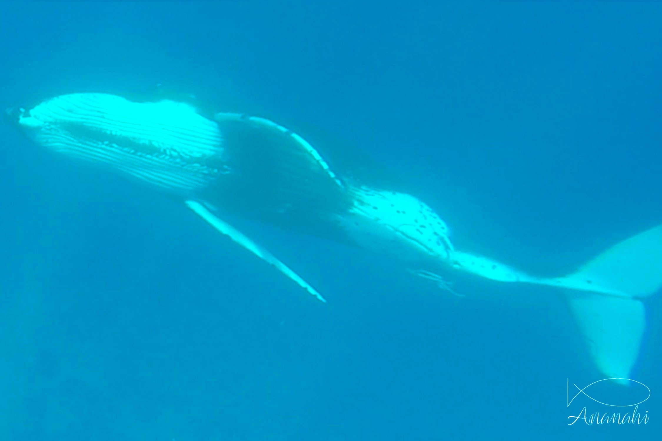 Humpback whale of French polynesia