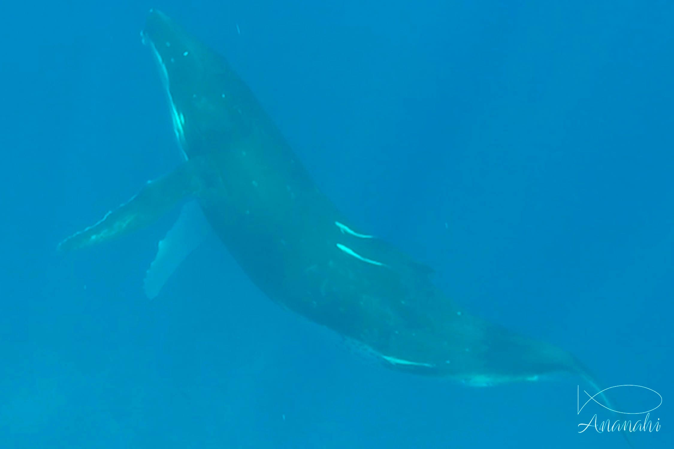 Humpback whale of French polynesia