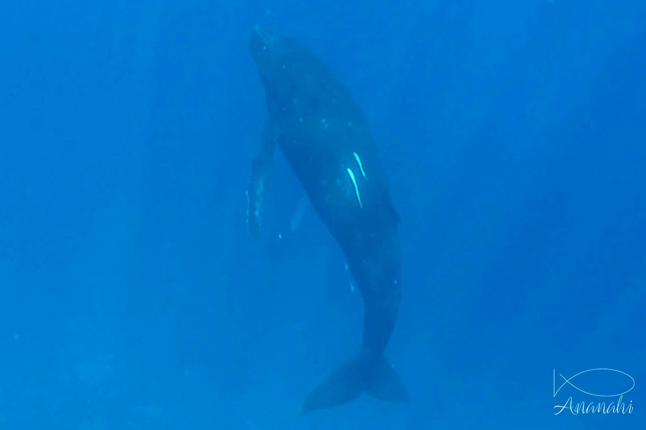 Humpback whale of French polynesia