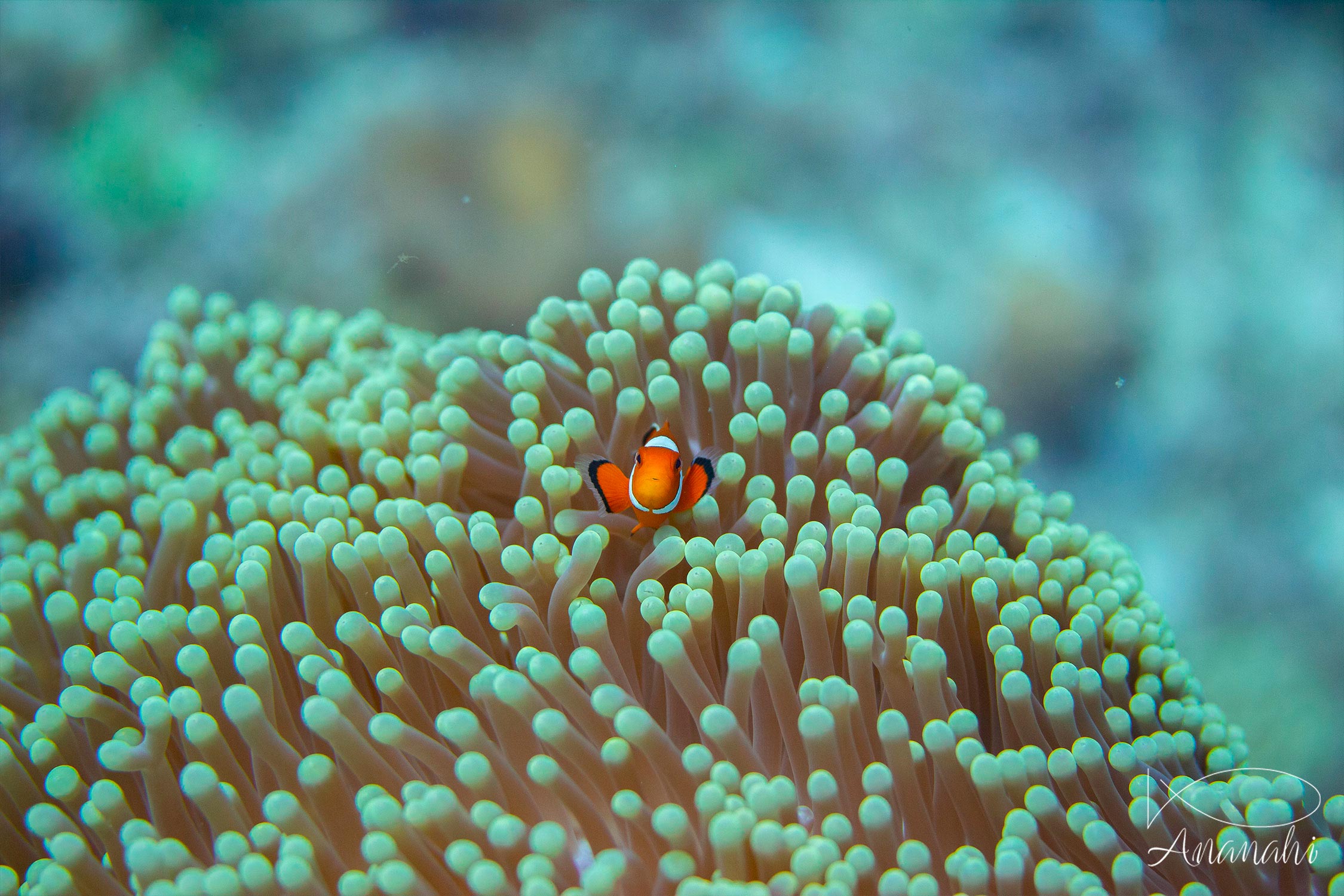 Ocellaris clownfish of Raja Ampat