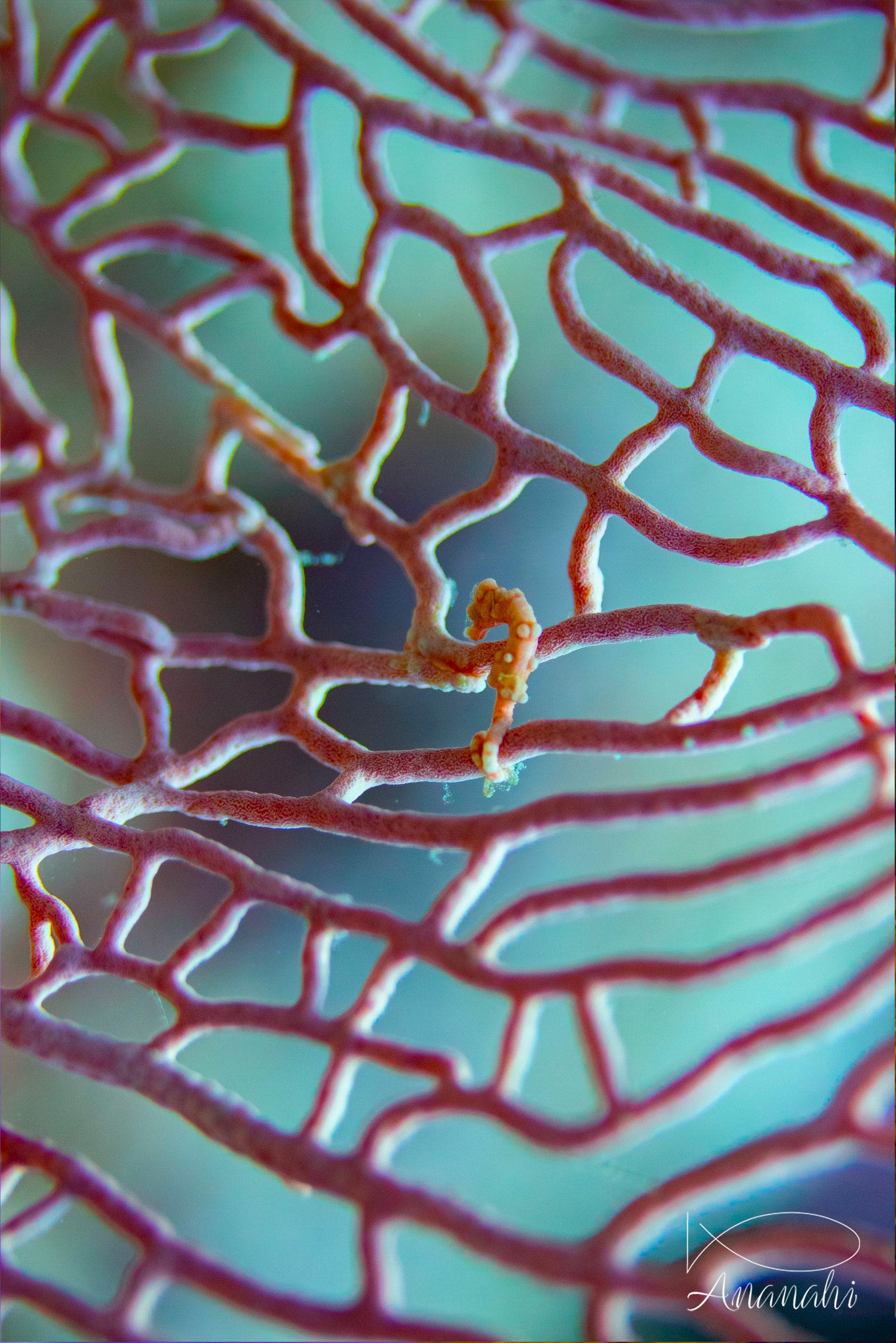 Pygmee sea horse of Raja Ampat