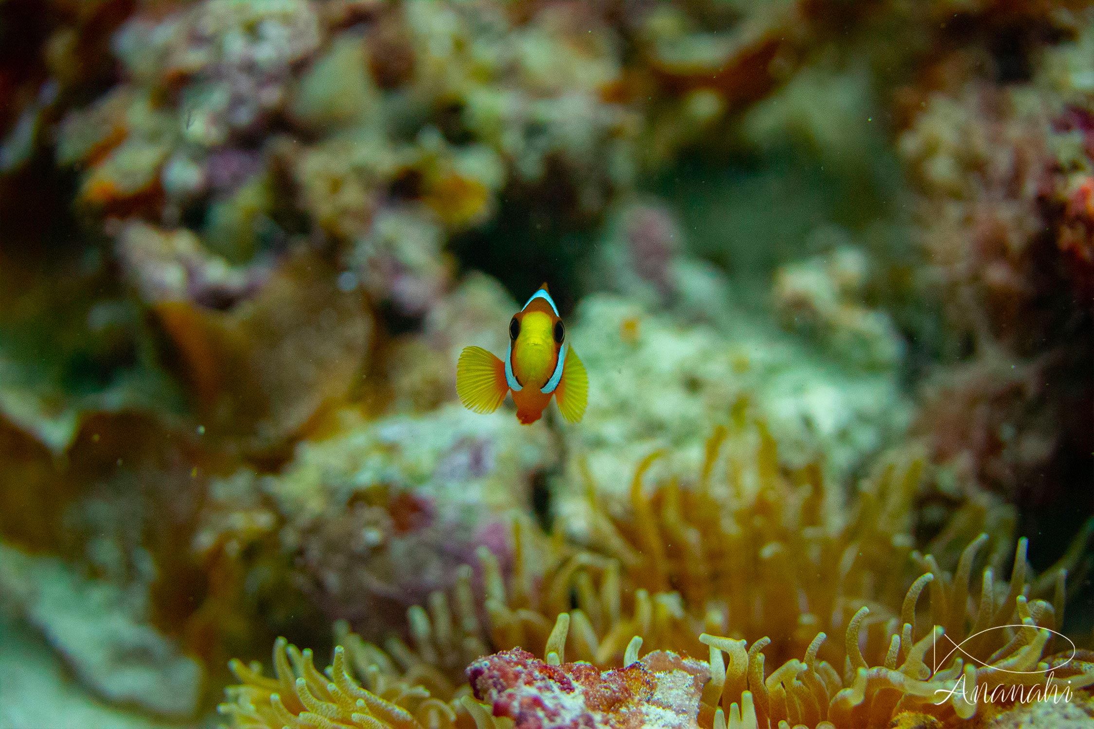 Ocellaris clownfish of Raja Ampat