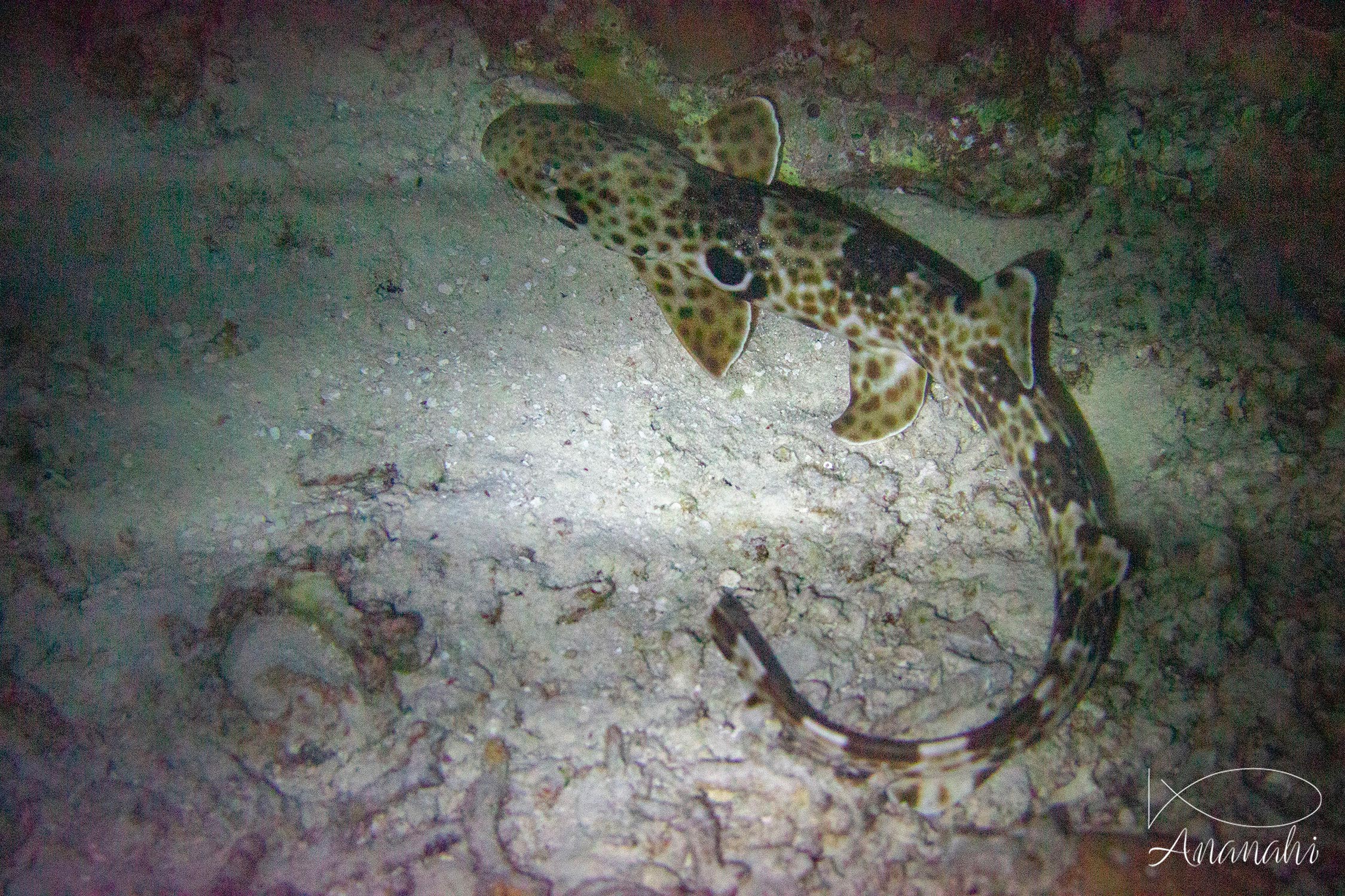 Walking shark of Raja Ampat