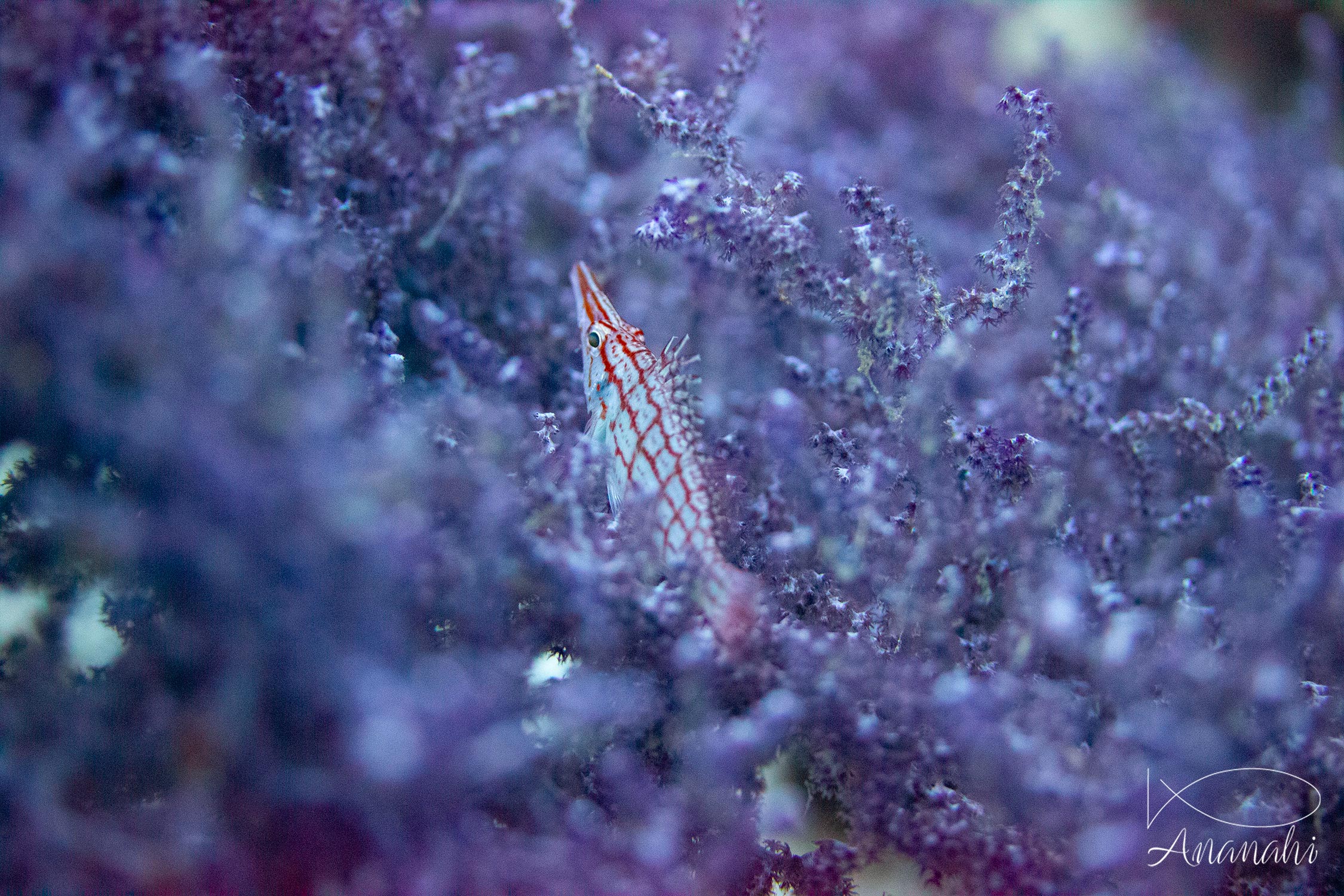 Long nose falcon fish of Raja Ampat