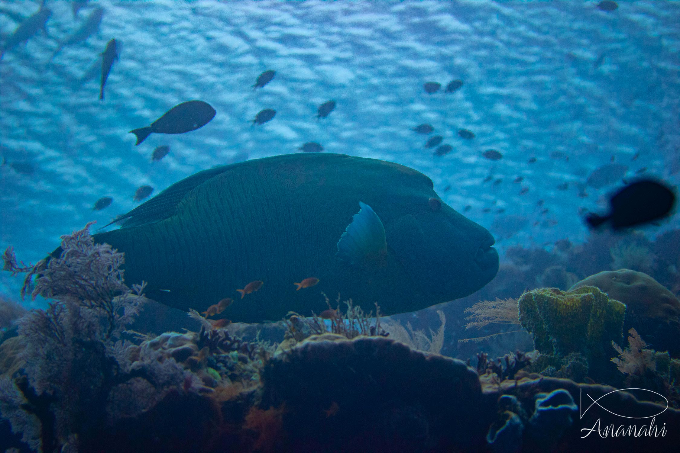 Napoleon wrasse of Raja Ampat