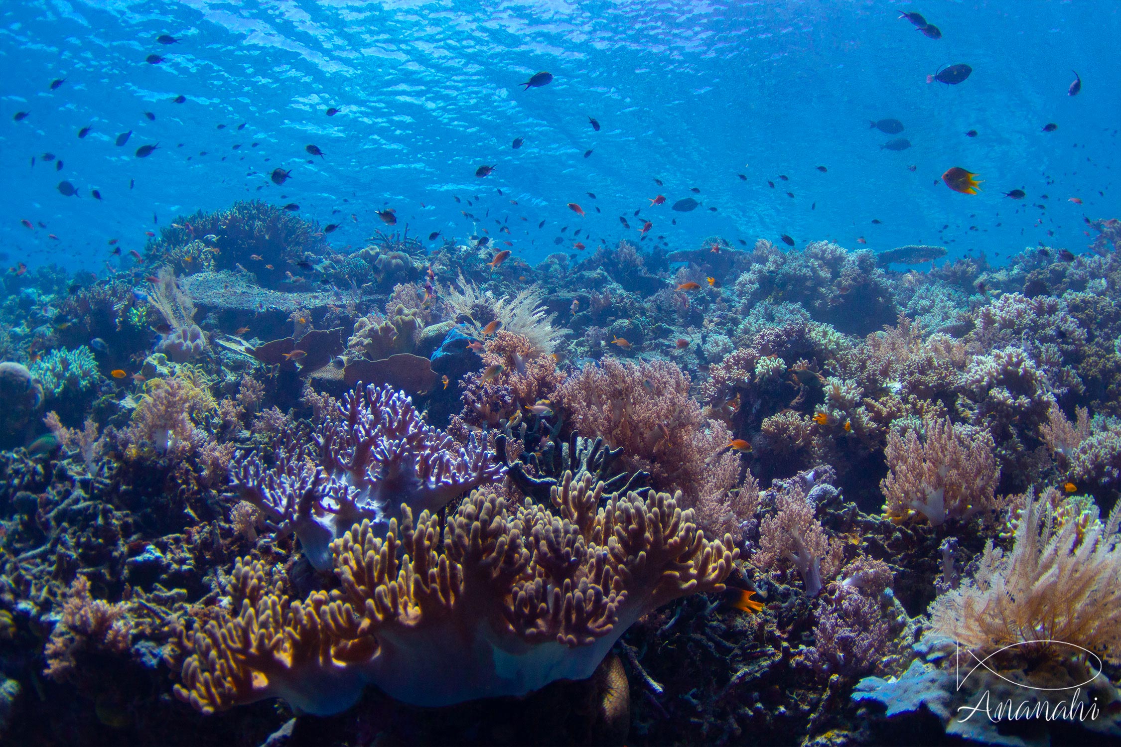 Coral of Raja Ampat