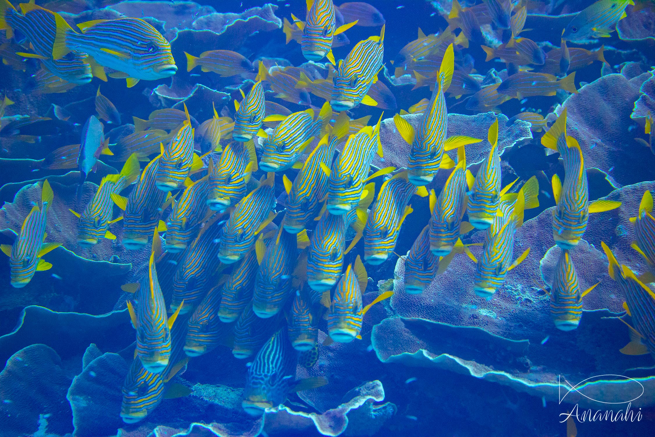 Blue stripes snapers of Raja Ampat