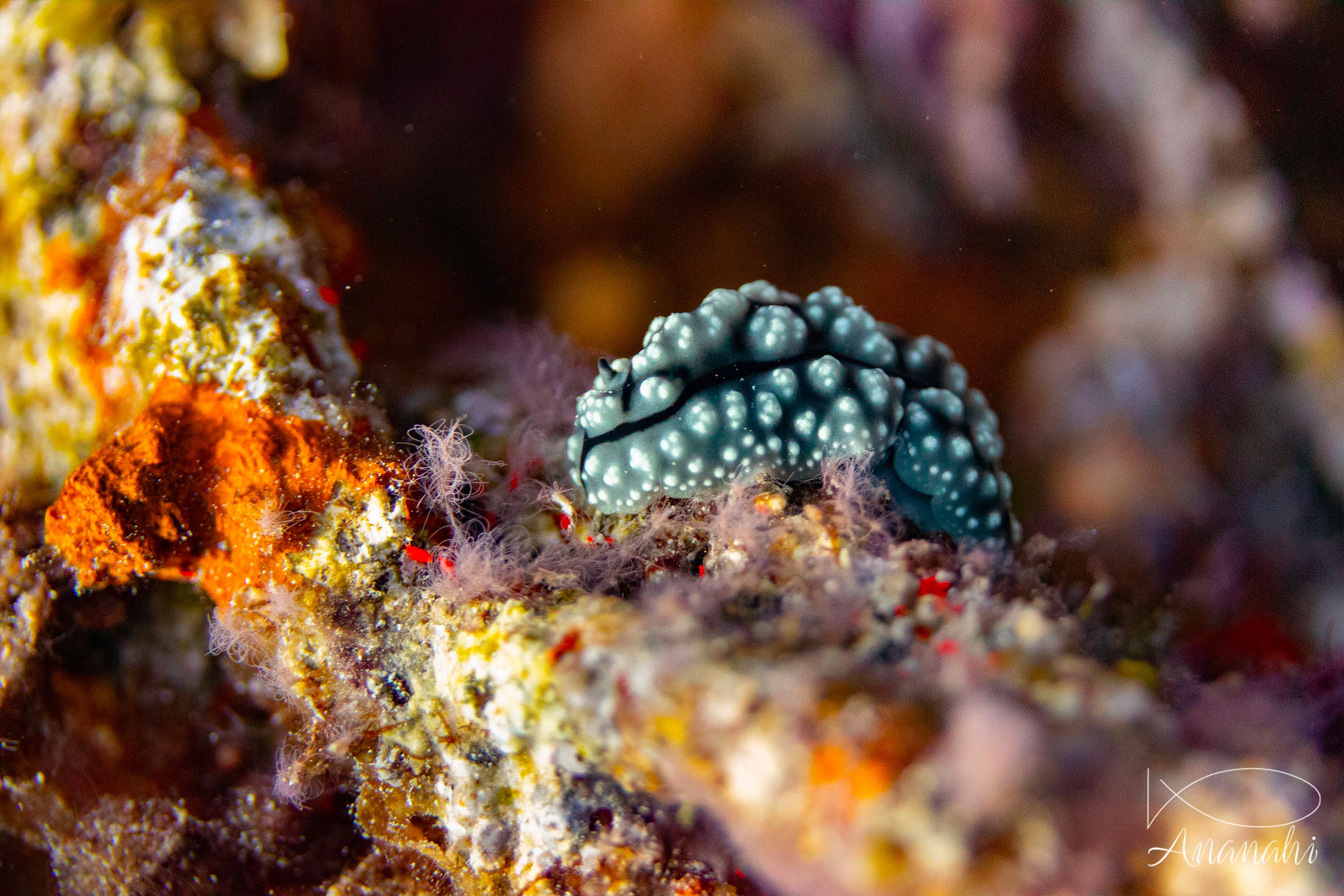 Pustulose wart slug of Raja Ampat