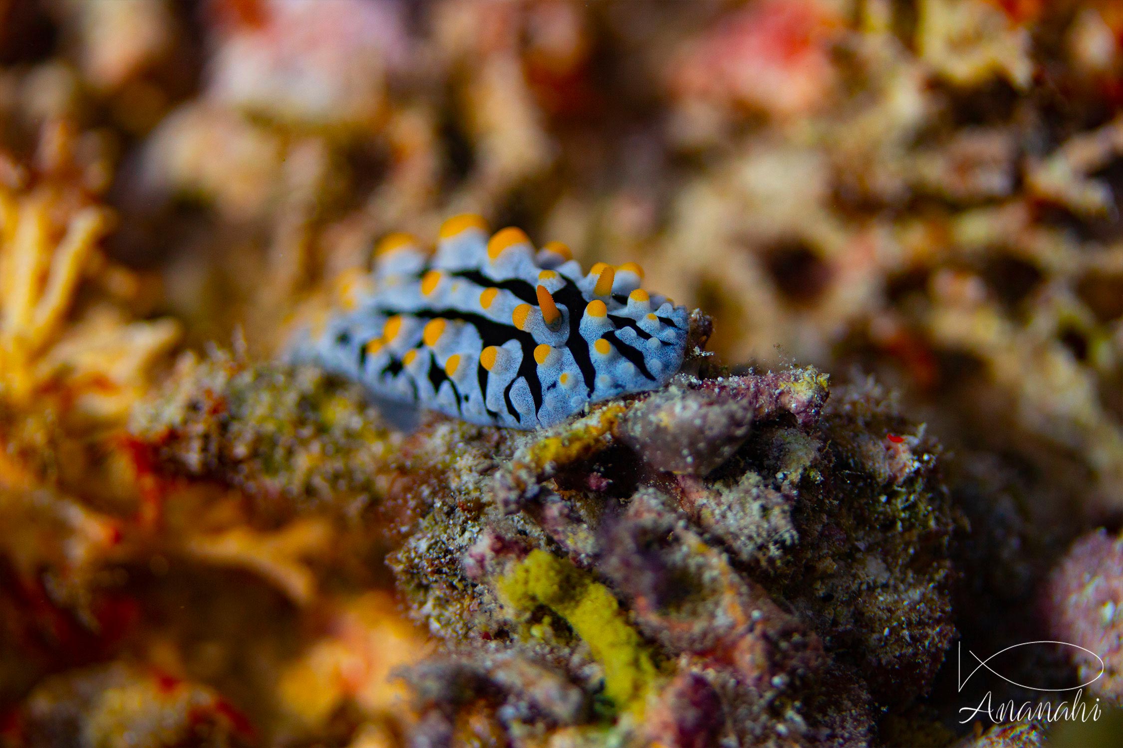 Three colored phyllidia of Raja Ampat