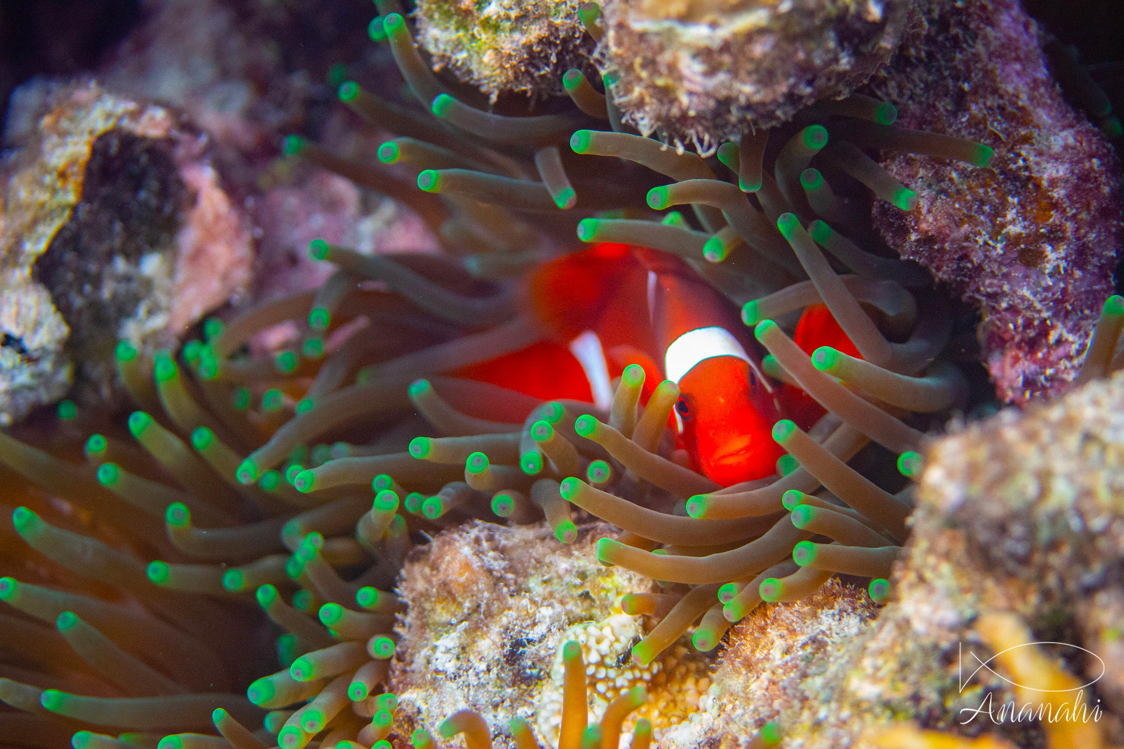 Ocellaris clownfish of Raja Ampat