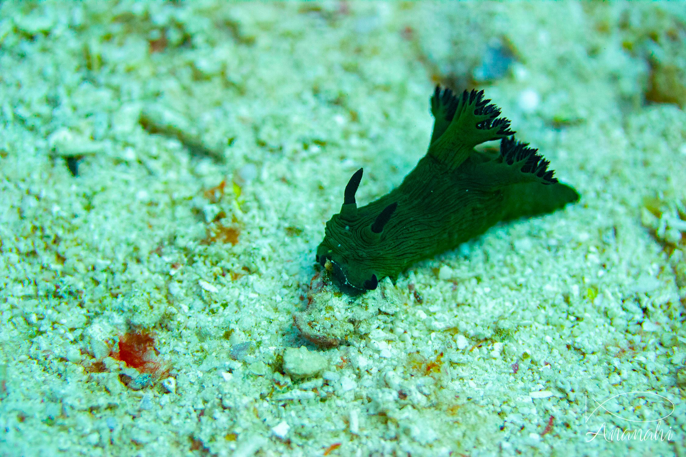 Miller's Nembrotha of Raja Ampat