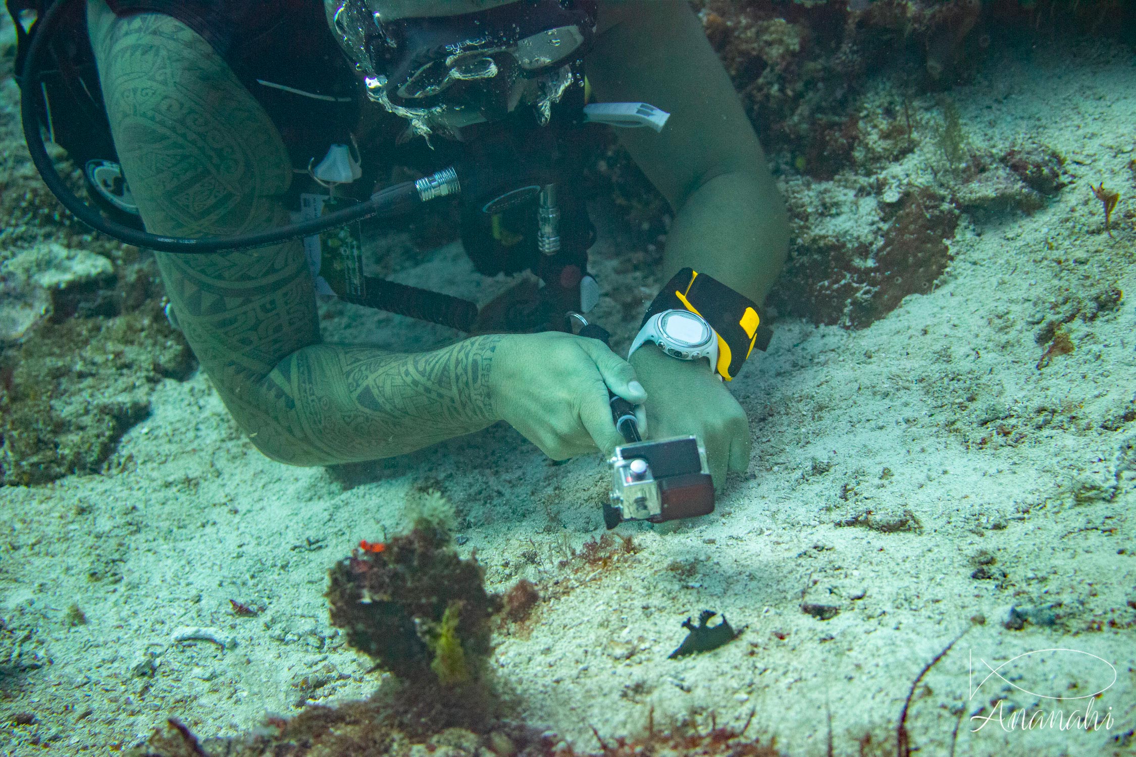 Miller's Nembrotha of Raja Ampat