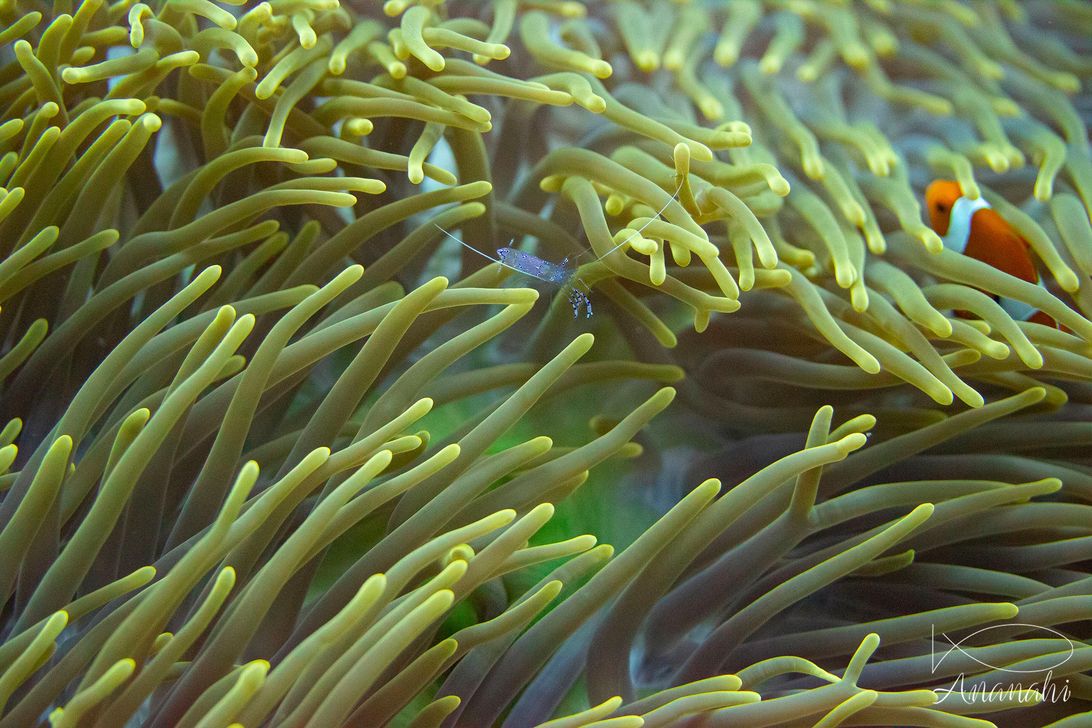 Sarasvati Anemone Shrimp of Raja Ampat