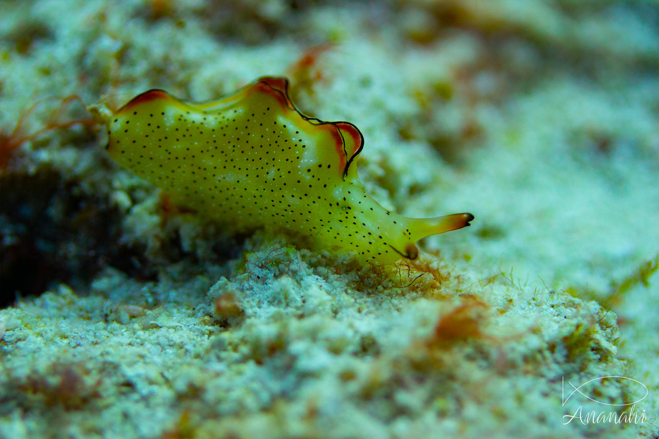 Spotted sea hare of Raja Ampat