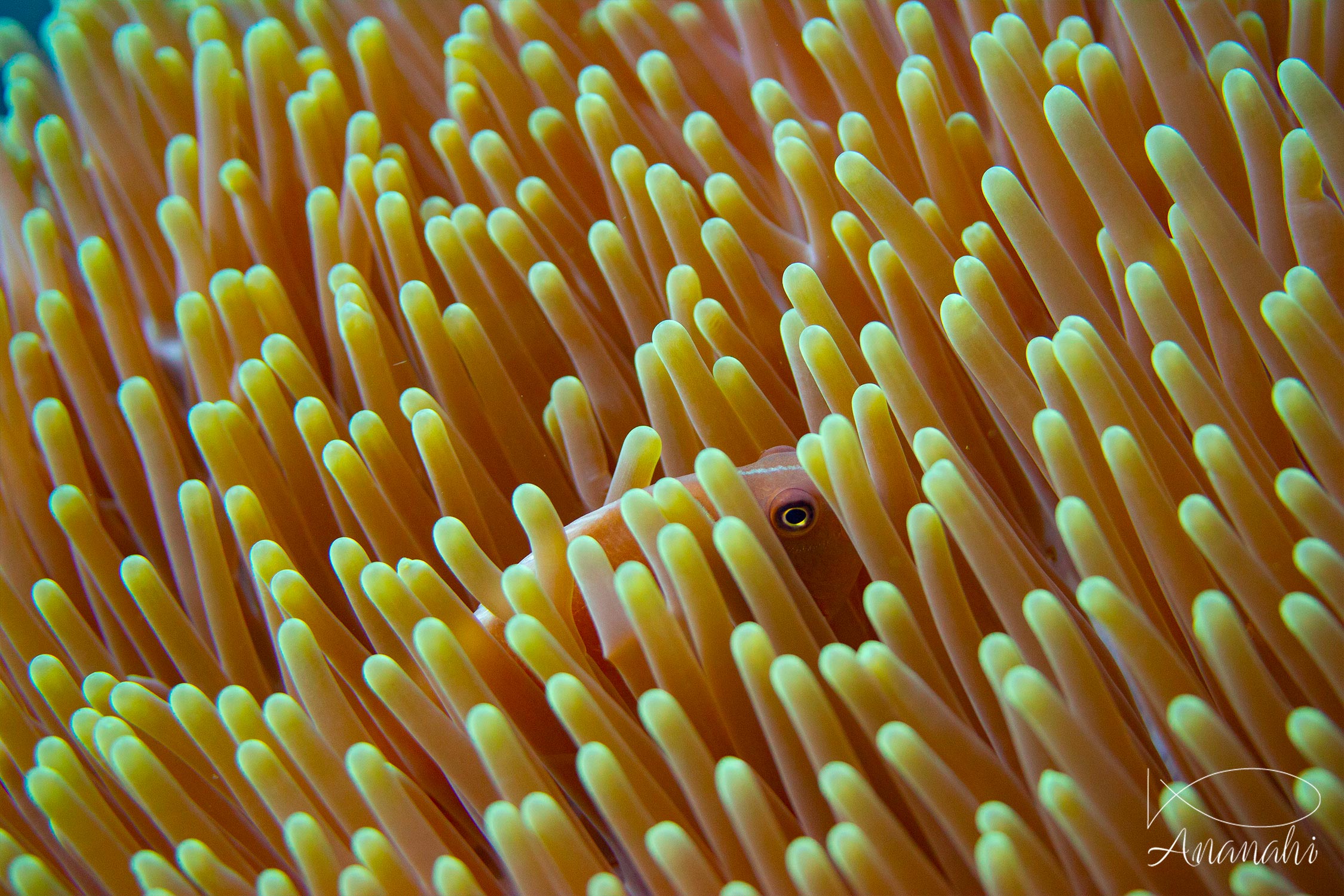 Nosetripe clownfish of Raja Ampat