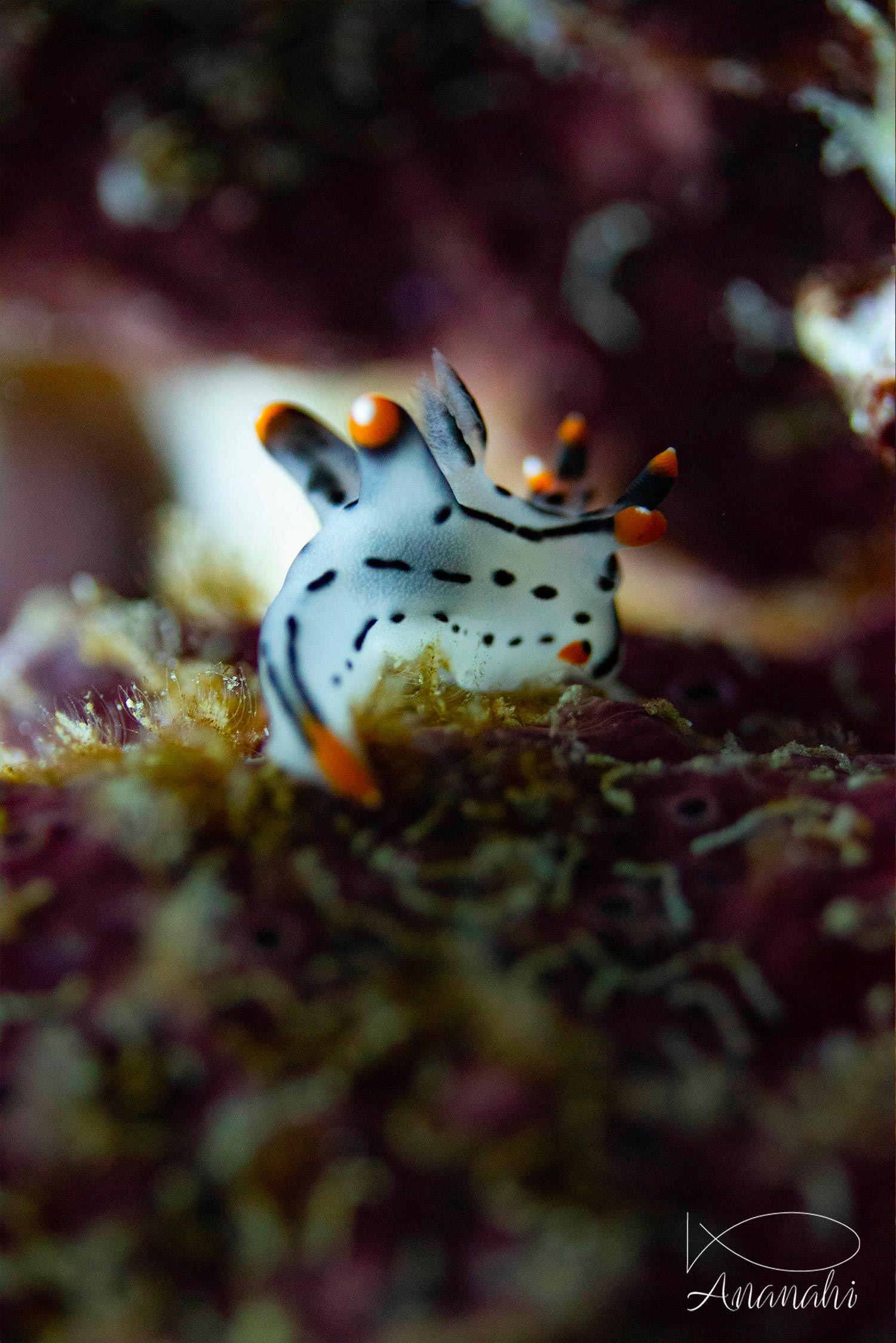 Painted Thecacera of Raja Ampat