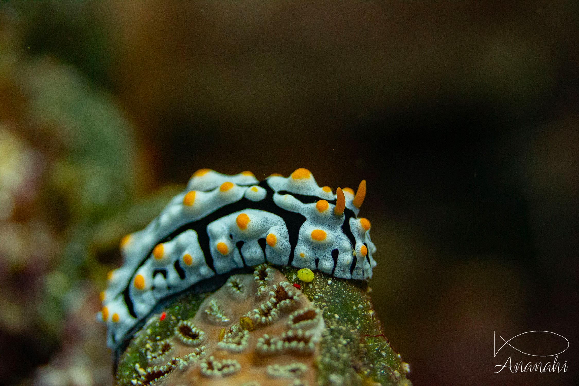 Three colored phyllidia of Raja Ampat