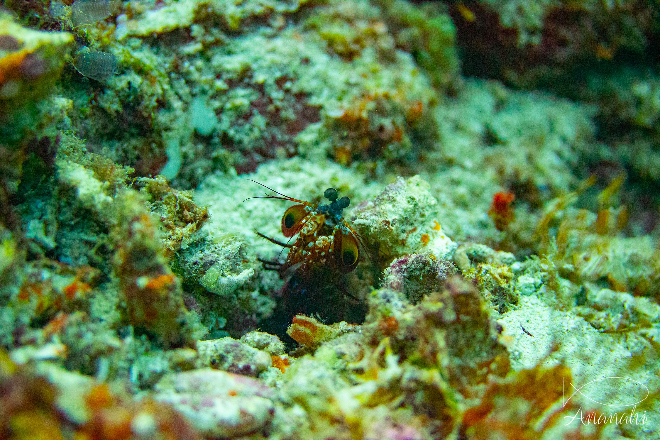 Coloured mantis shrimp of Raja Ampat