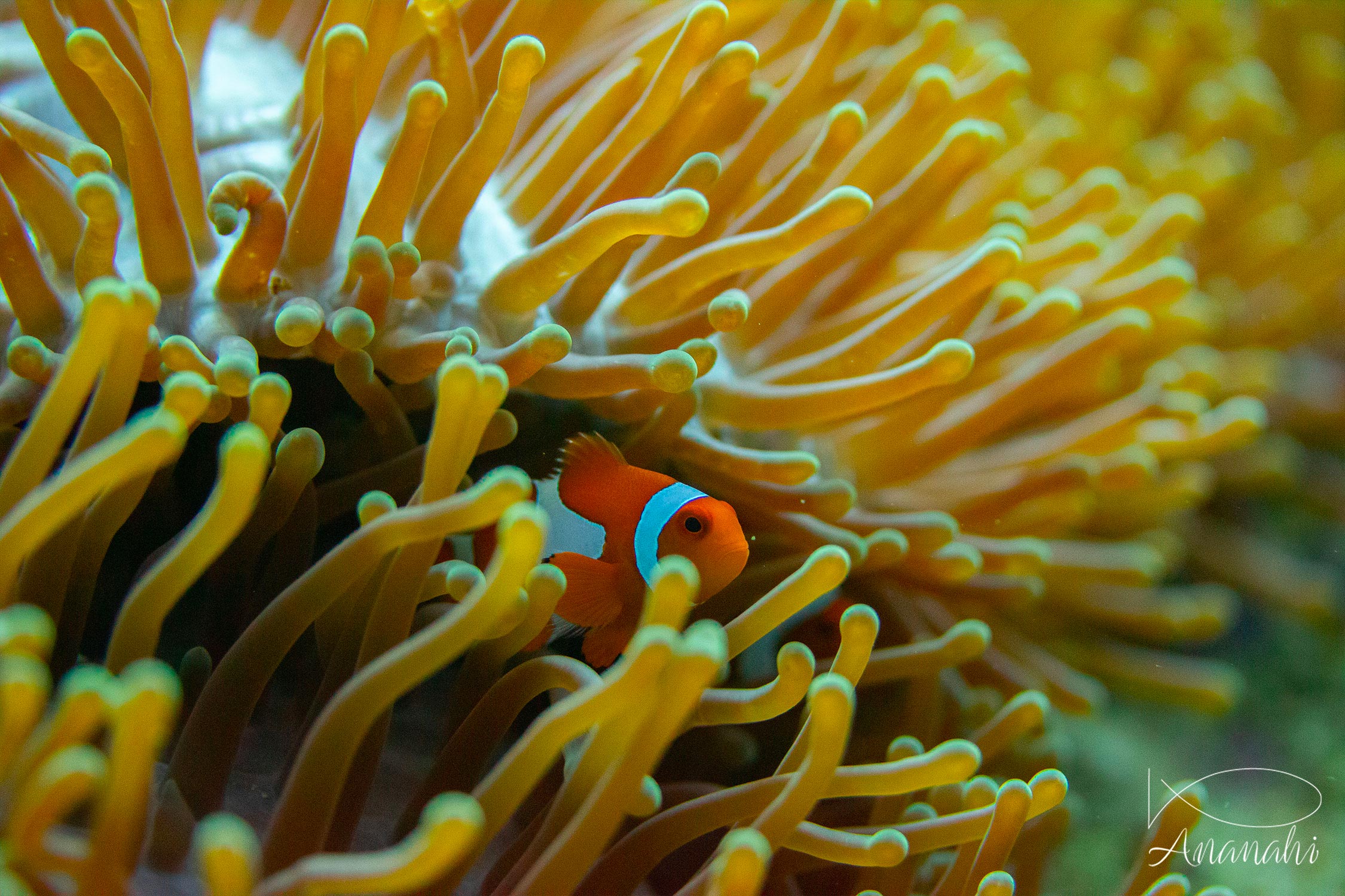 Ocellaris clownfish of Raja Ampat