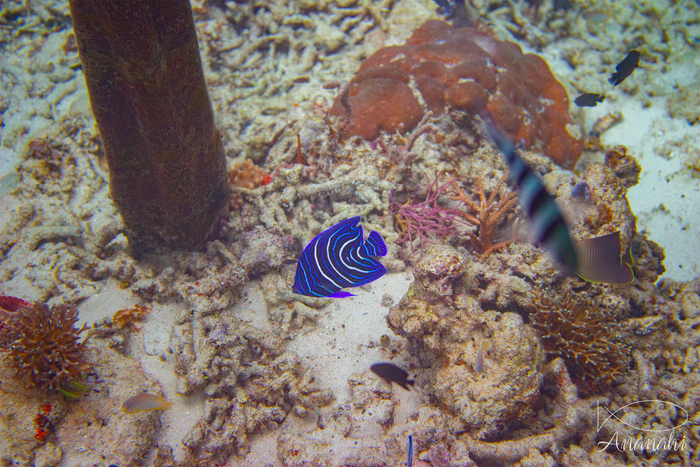 Juvenil emperor angelfish of Raja Ampat